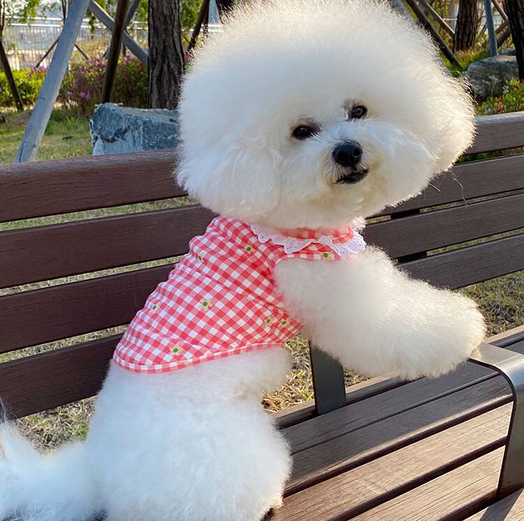 【SALE】丸襟チェック柄トップス XS ~ XL 3color / 犬服 春夏 新作 ドッグウェア チェック柄 丸襟 小型犬 中型犬 犬 服 トップス 袖なし ペット用品 ペット洋服