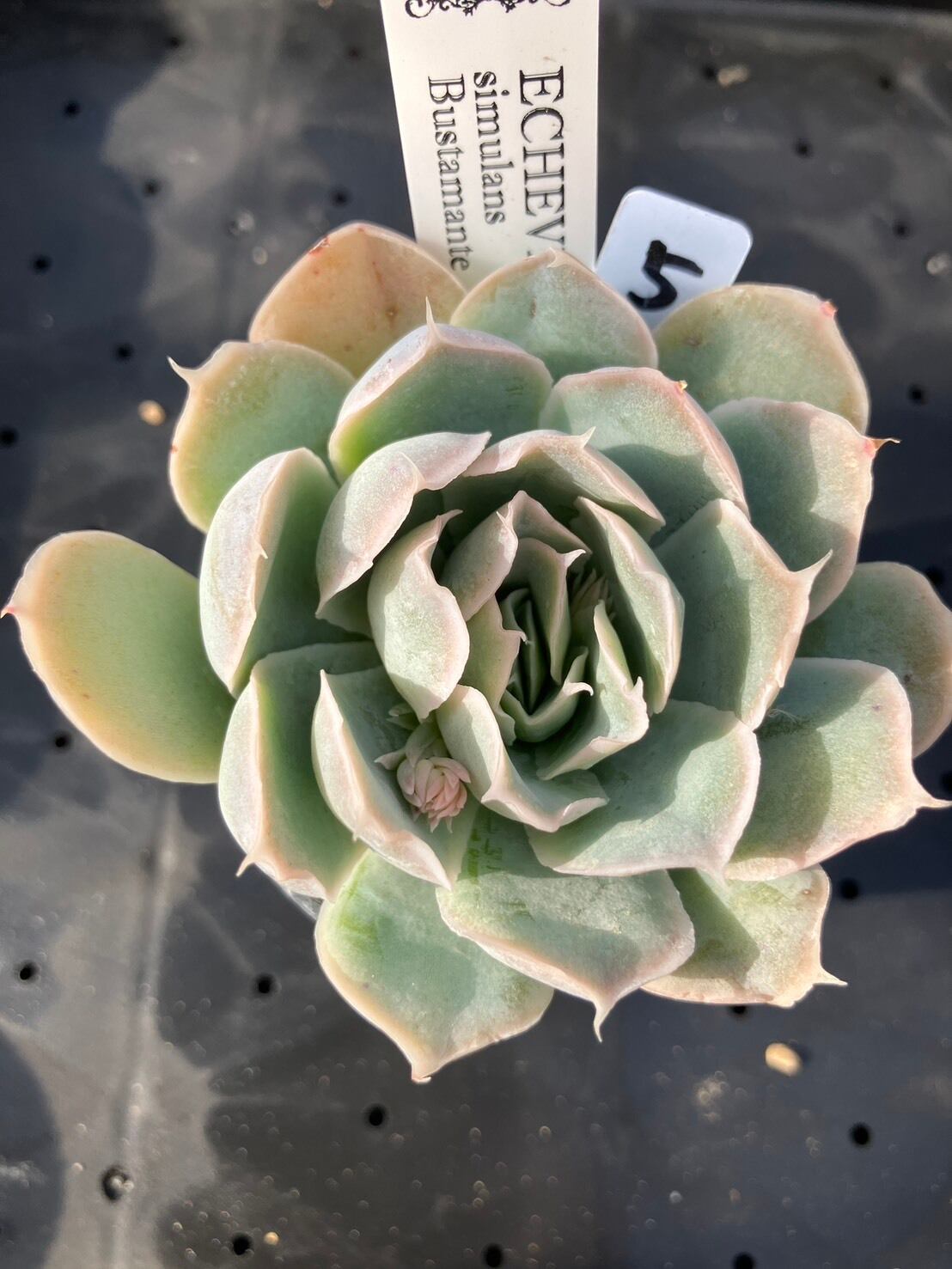現物商品】simulans Bustamante ⑤ | 多肉植物研究所