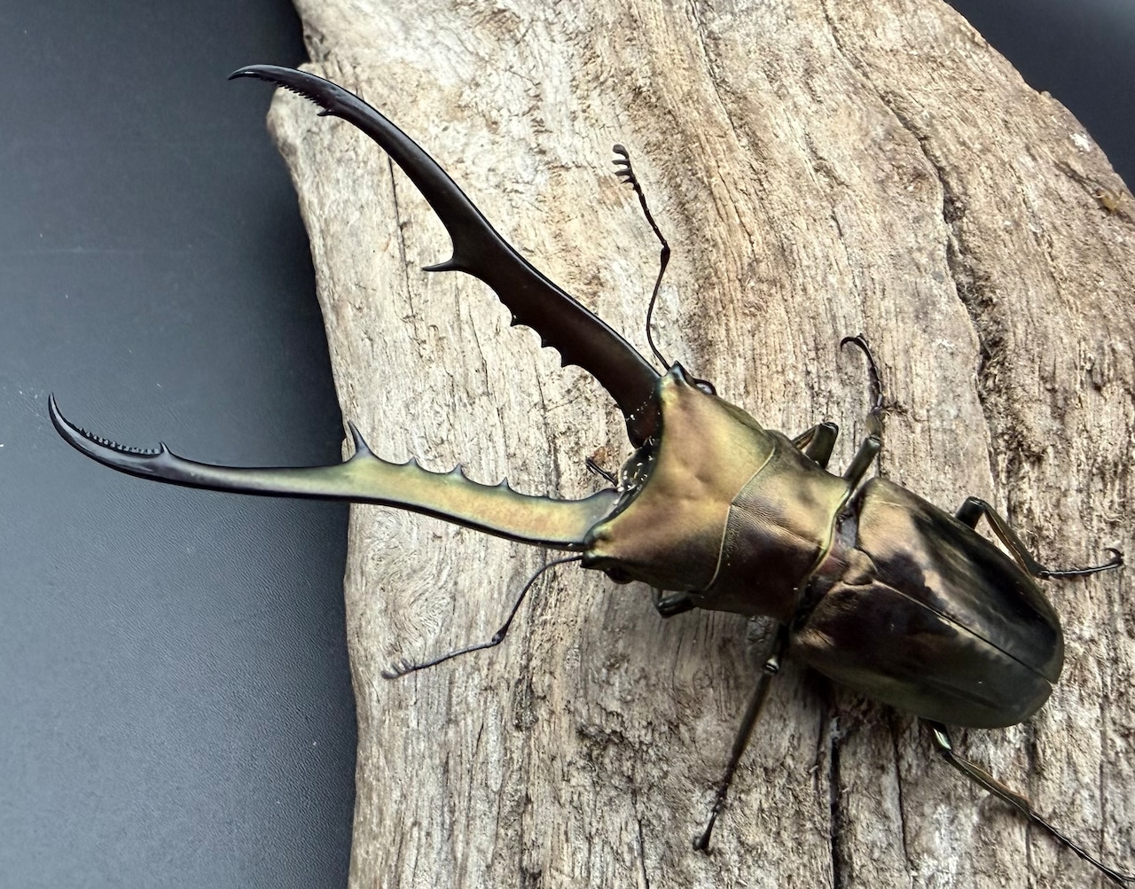 【WD】《メタリフェルホソアカ亜種フィナエ 82mm ペア》