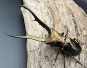 【WD】《メタリフェルホソアカ亜種フィナエ 82mm ペア》