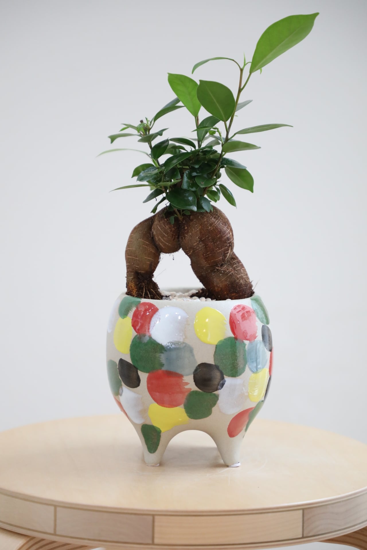 S】ガジュマル/Ficus microcarpa | 【厳選植物・器】MIDORI DOUMEI 翠