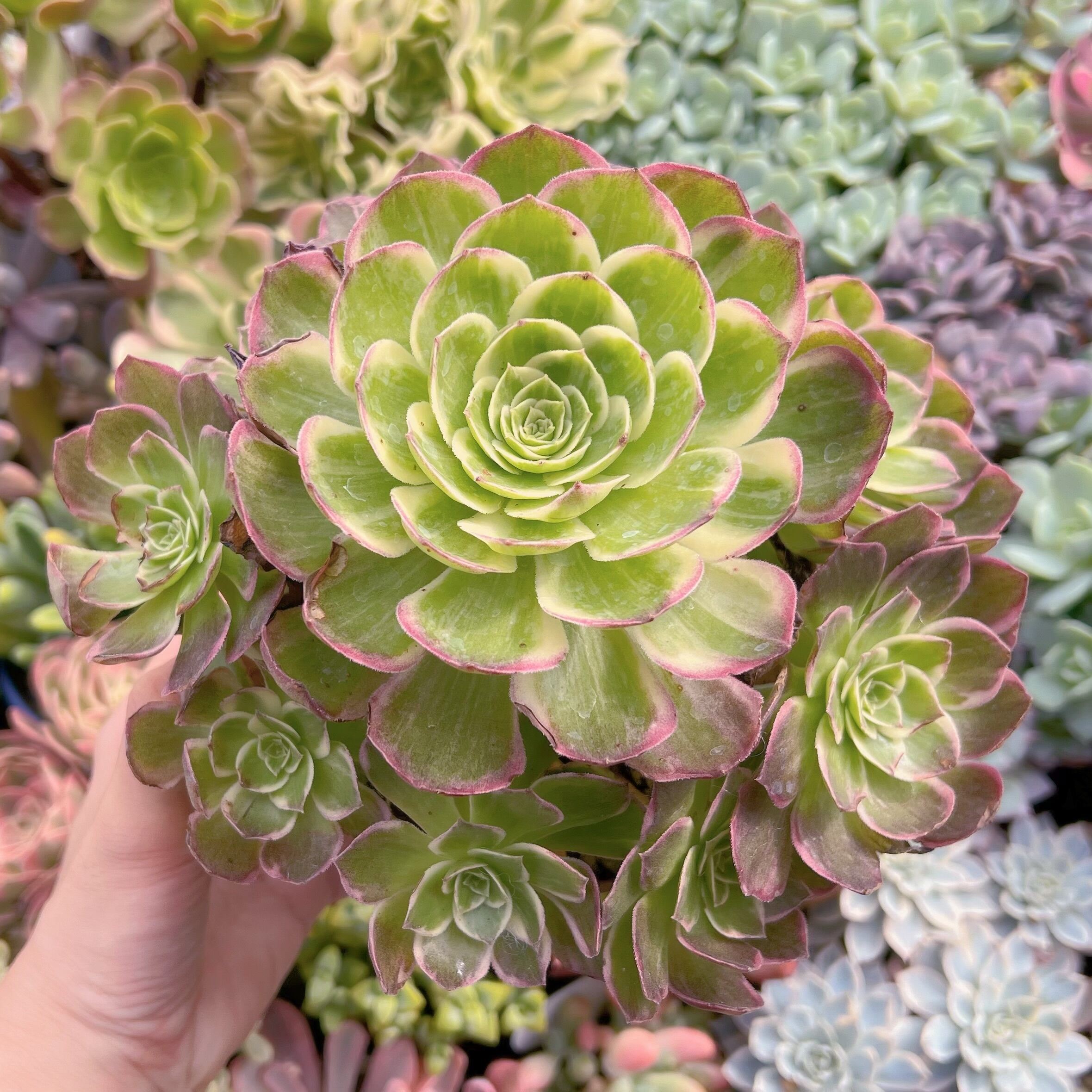 現物　ゴールドハロウィン#686　特特大群生　るる農園