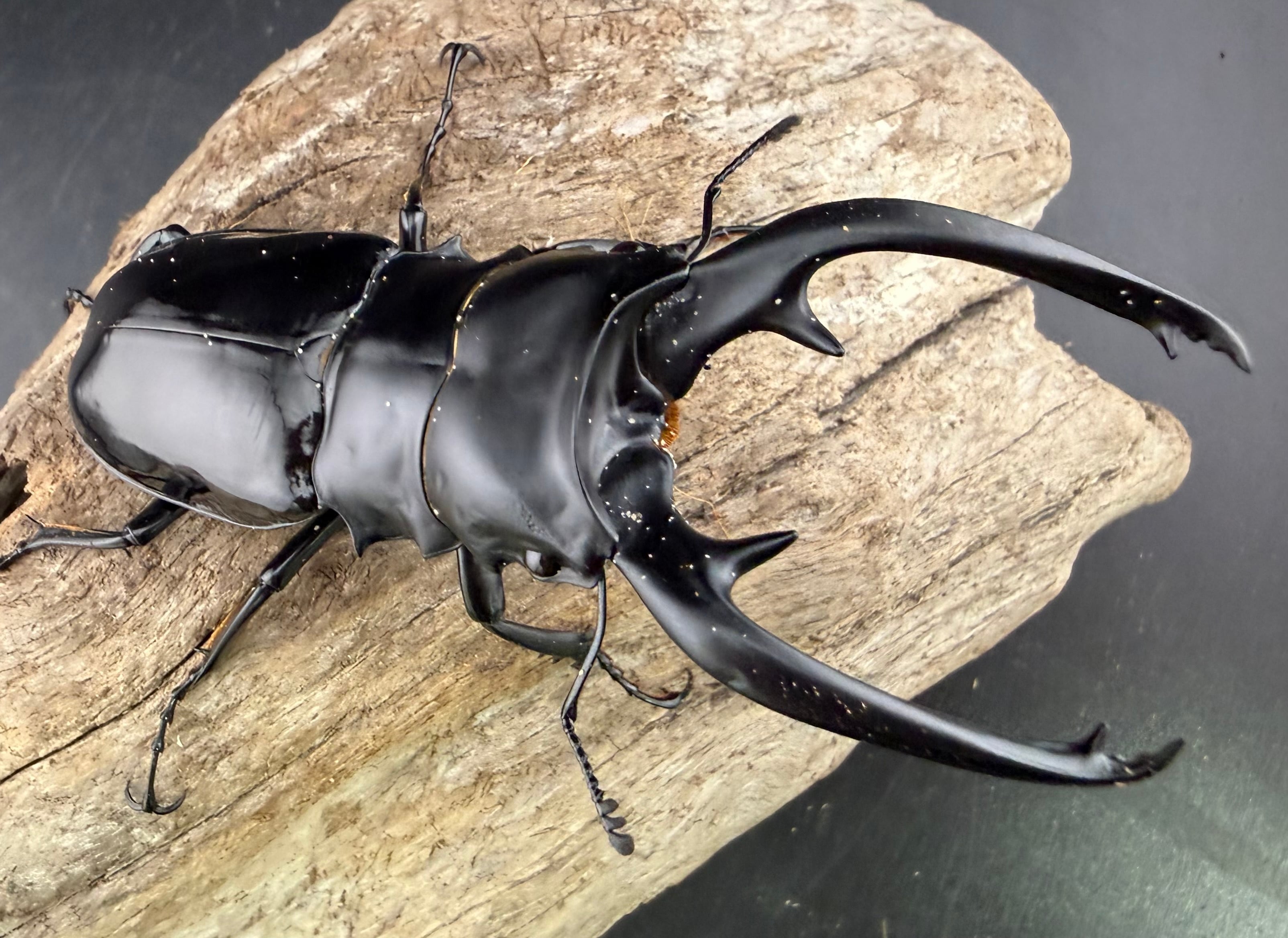 ツヤクワガタの仲間 | KPW公式オンラインショップ