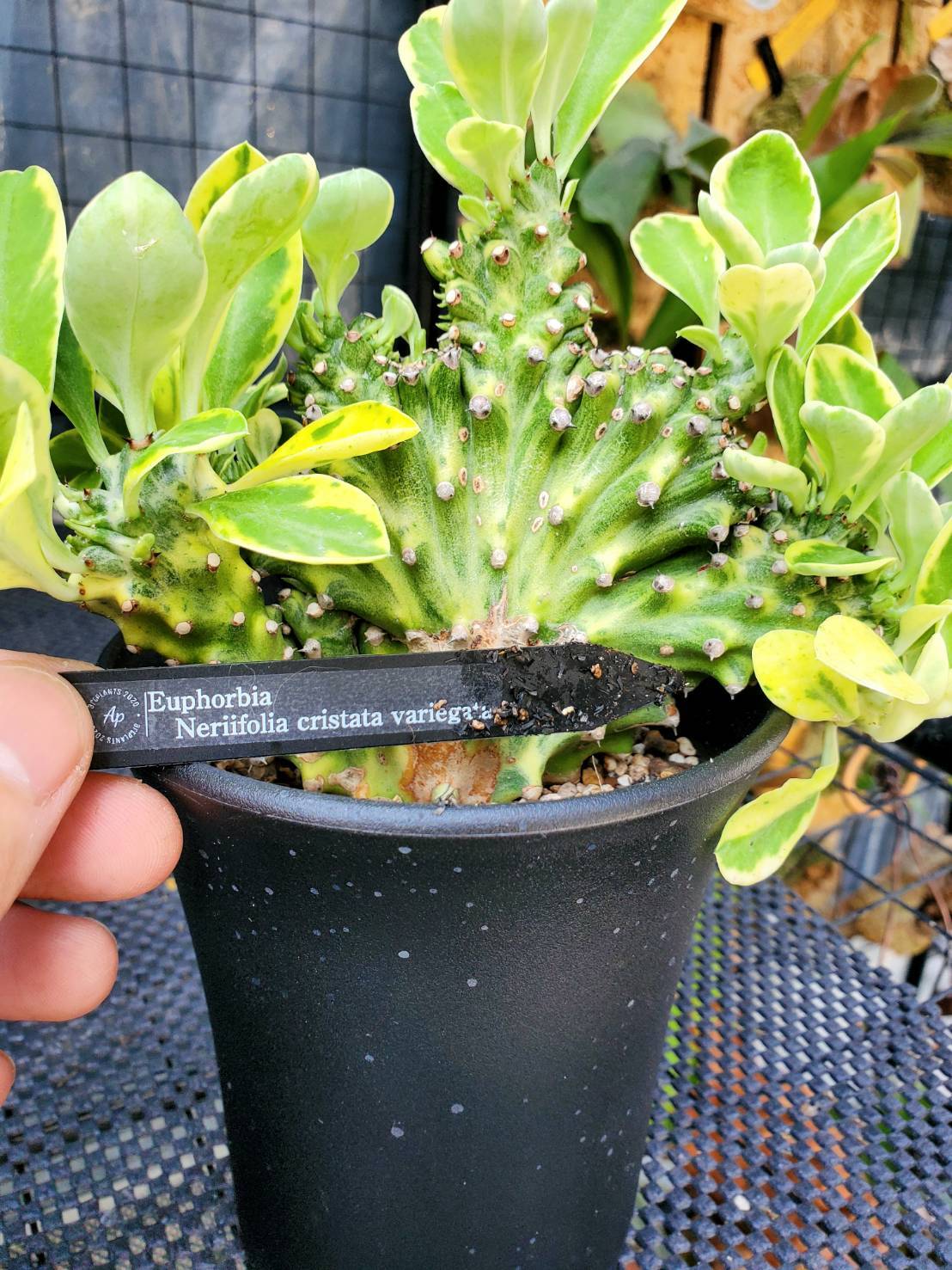 Euphorbia Nerifolia cristata variegated【artPLANTs