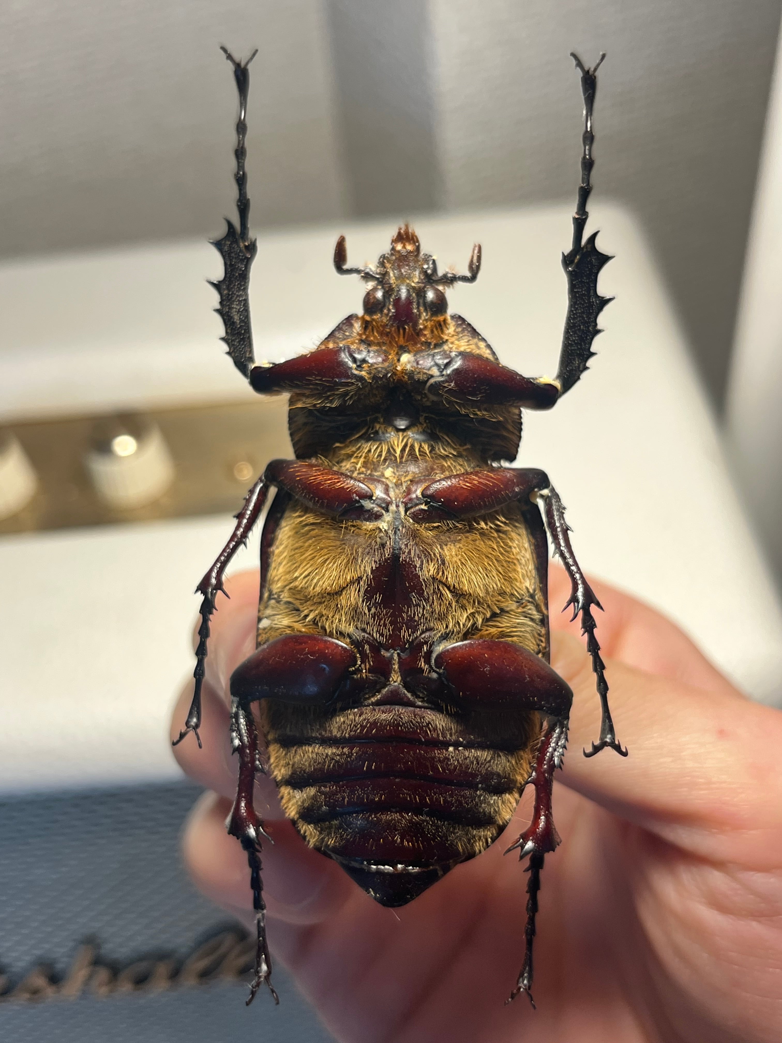 BIG♀】脂が浮いてしまっているセラムドウナガテナガコガネ テナガ