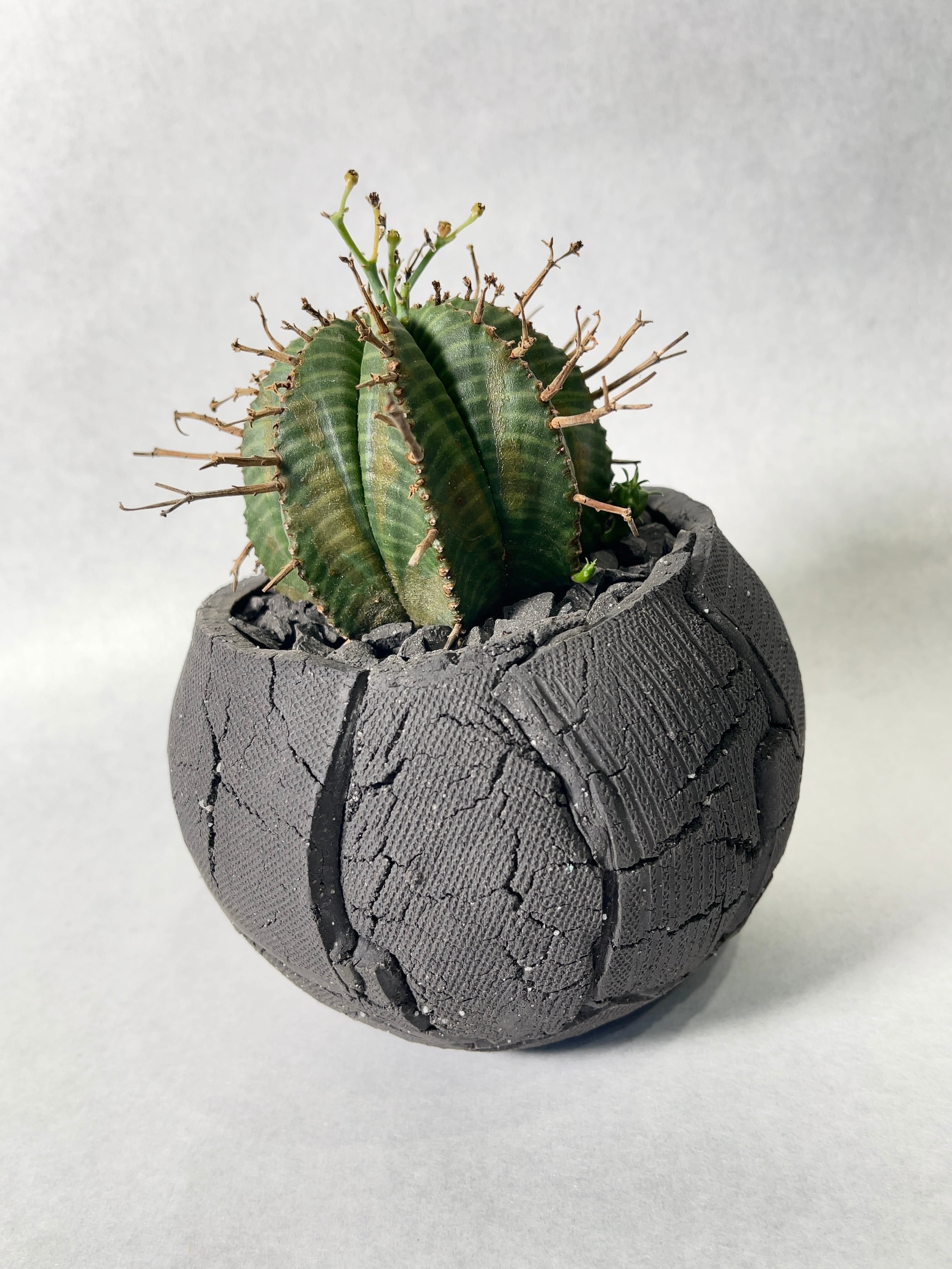 ユーフォルビア スーパーバリダ 【公式通販】