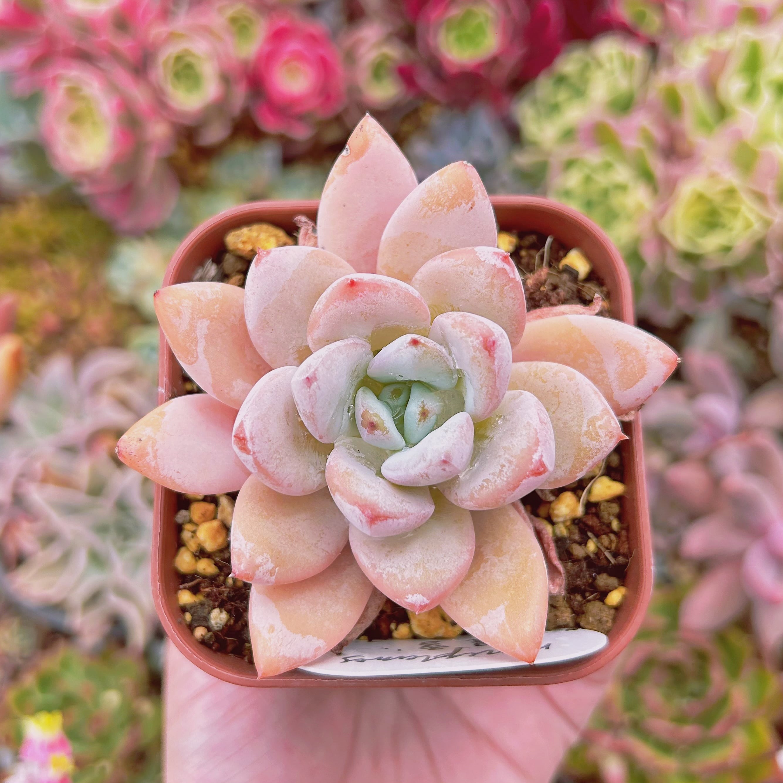 #2201現物　多肉植物　星雪　特大　