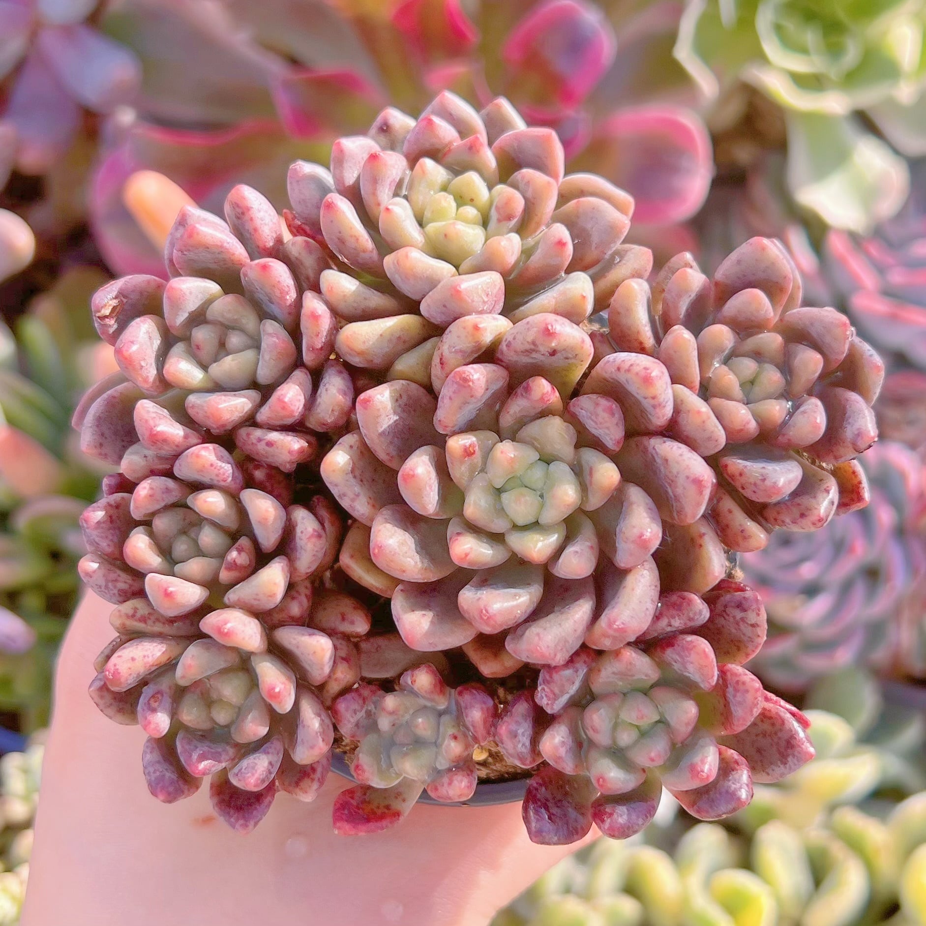 現品　シャネル#1131　るる農園