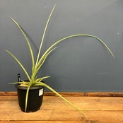 【クリアランスセール対象商品】サンスベリア(サンセベリア)　ダンシングドラゴン【55】【再撮影】【▼】