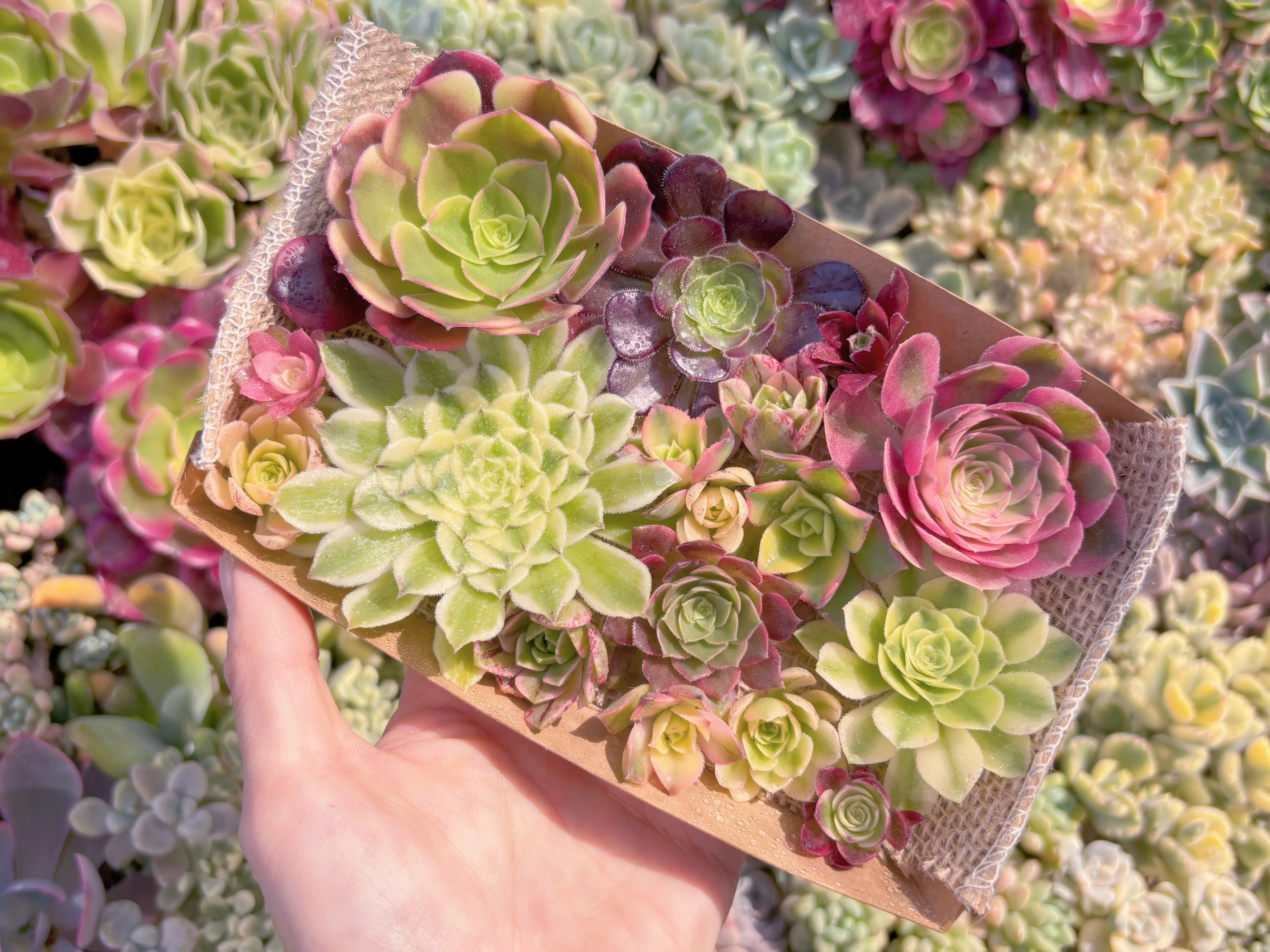 現品　寄せ植えセット#607　るる農園