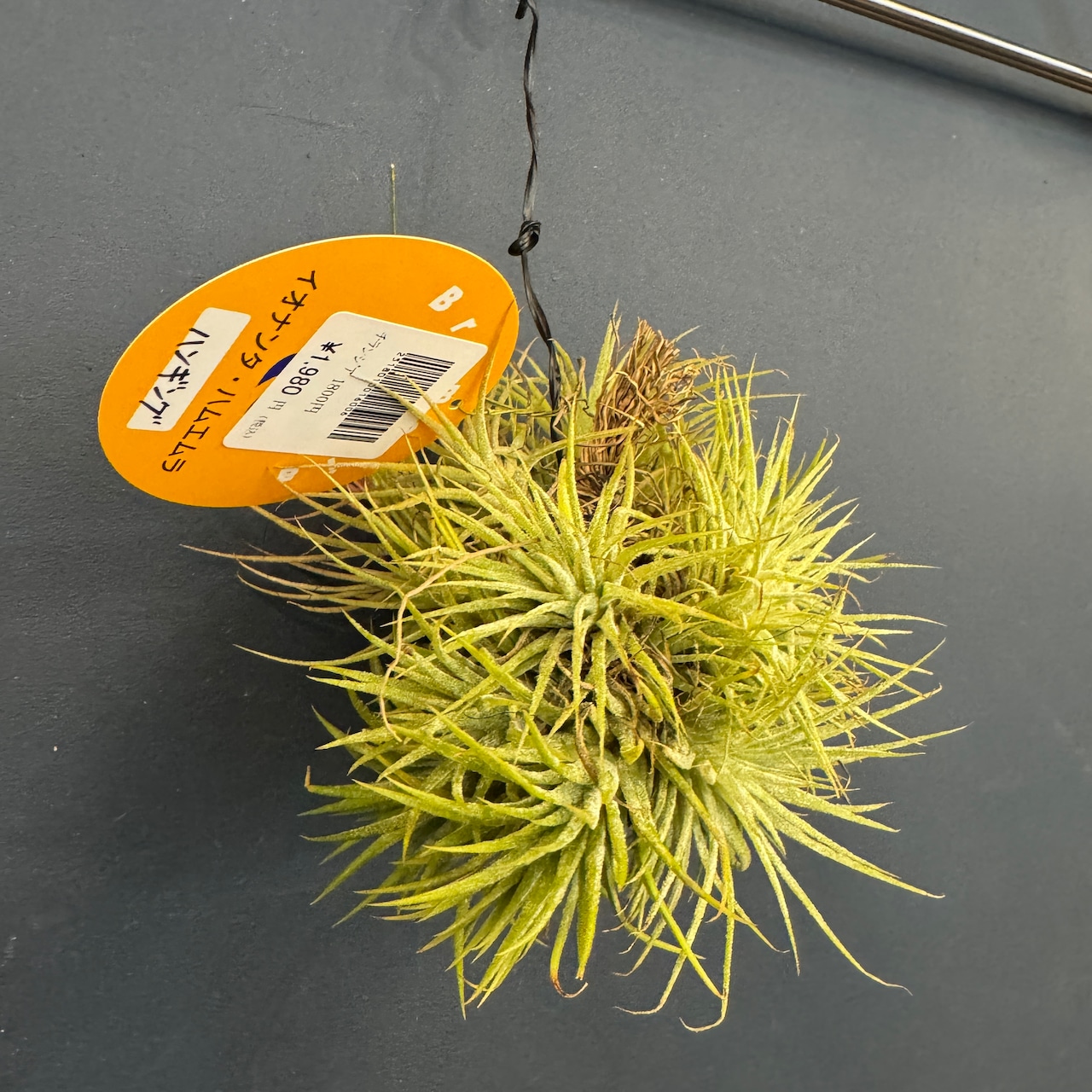 チランジア ハムエムラ ハンギング【926】