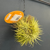 チランジア ハムエムラ ハンギング【926】