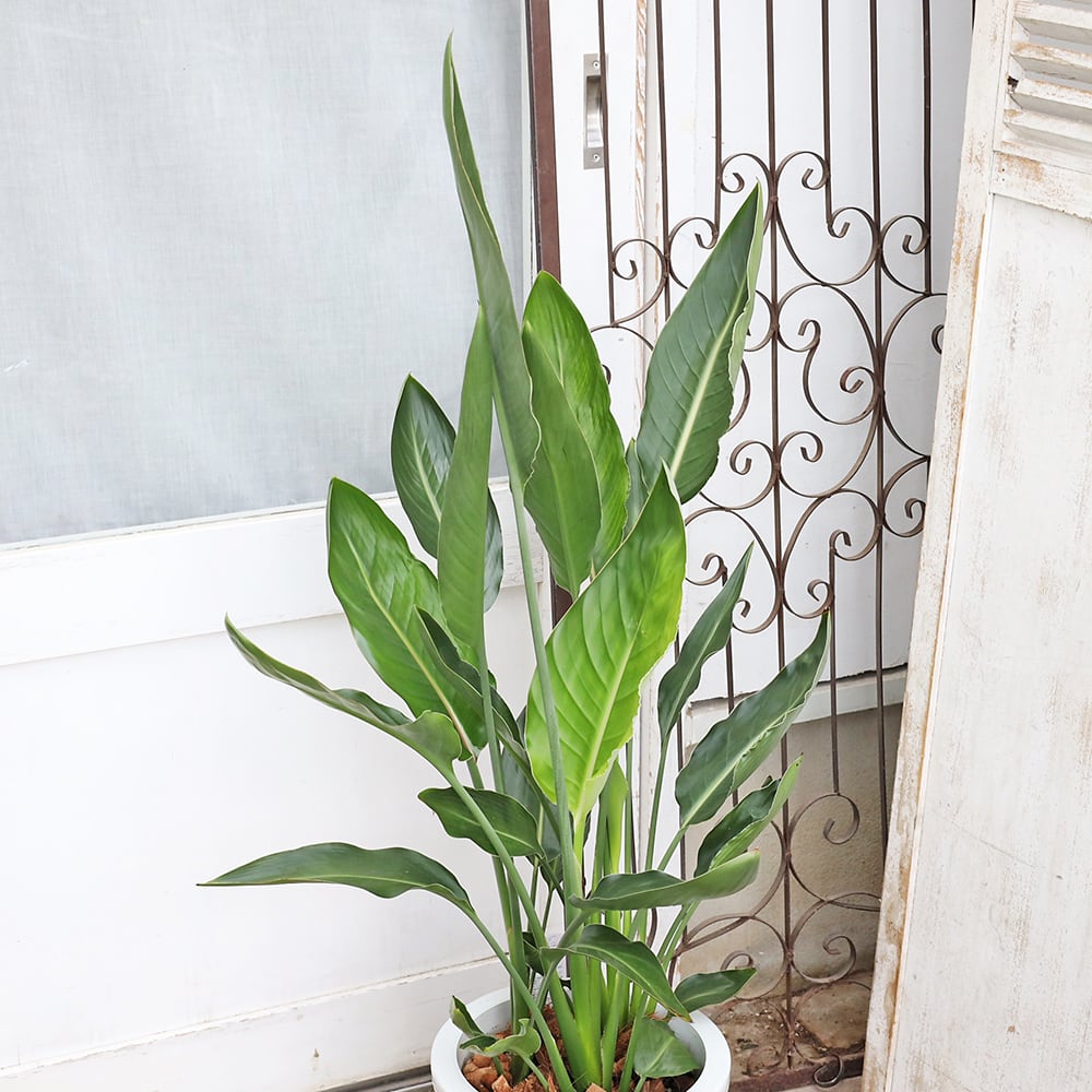 現品販売 観葉植物 ストレリチア レギネ 8号 H110cm 育てやすい 室内