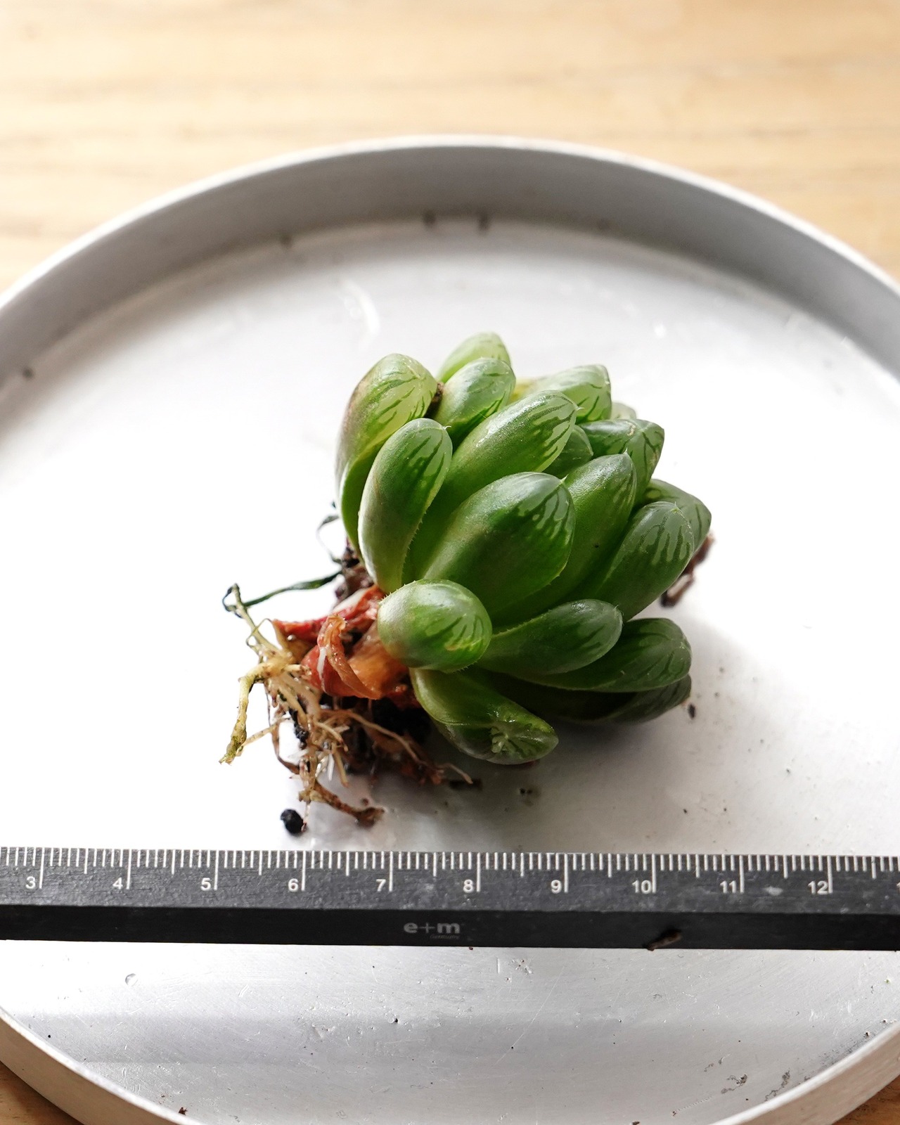 【NEW-STANDARD】 水耕栽培苗 玉露 Haworthia 'Gyokuro'