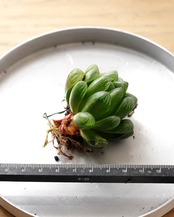 【NEW-STANDARD】 水耕栽培苗 玉露 Haworthia 'Gyokuro'