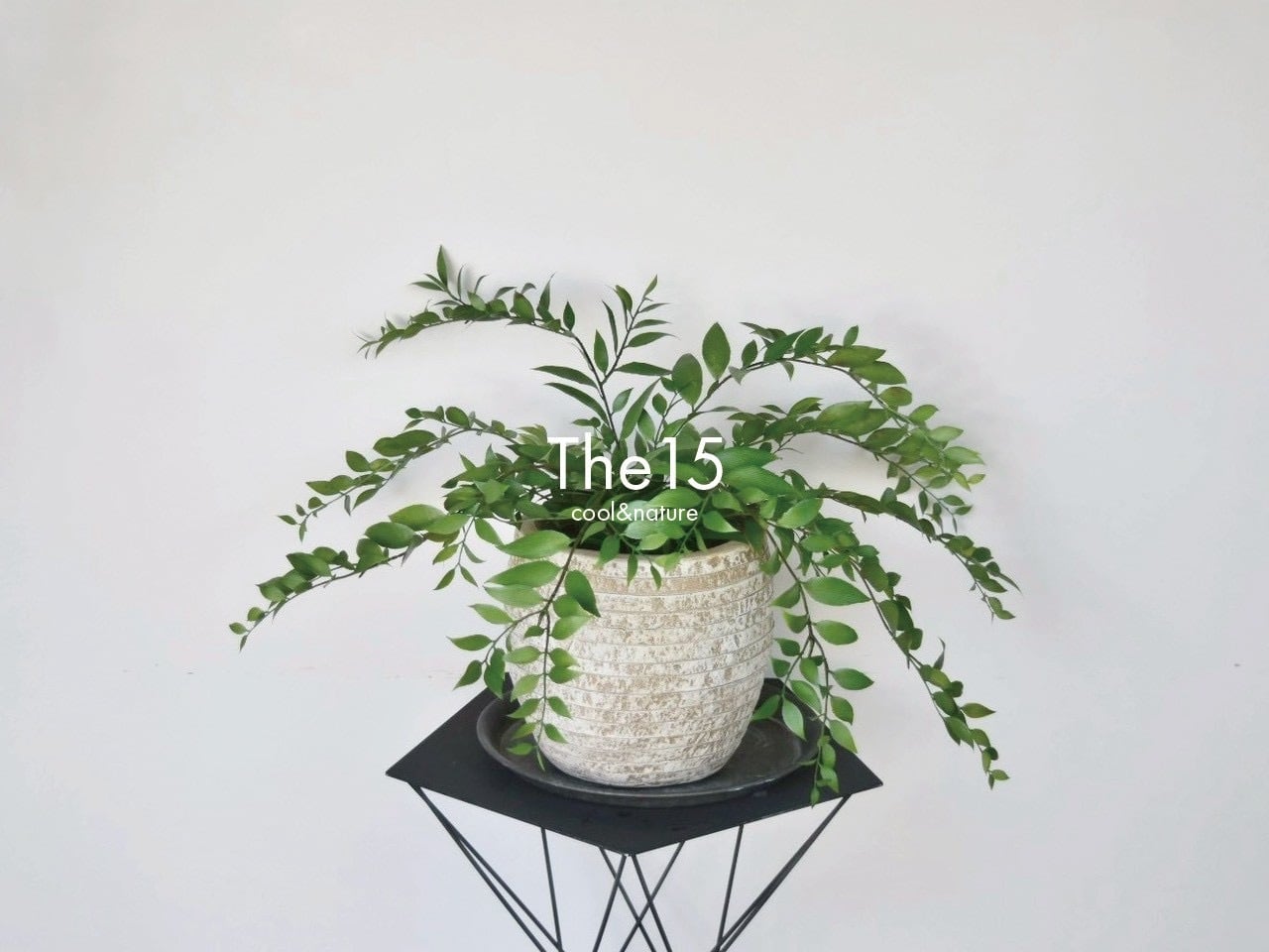 観葉植物(フェイク) | The15 観葉植物(フェイク) | The15