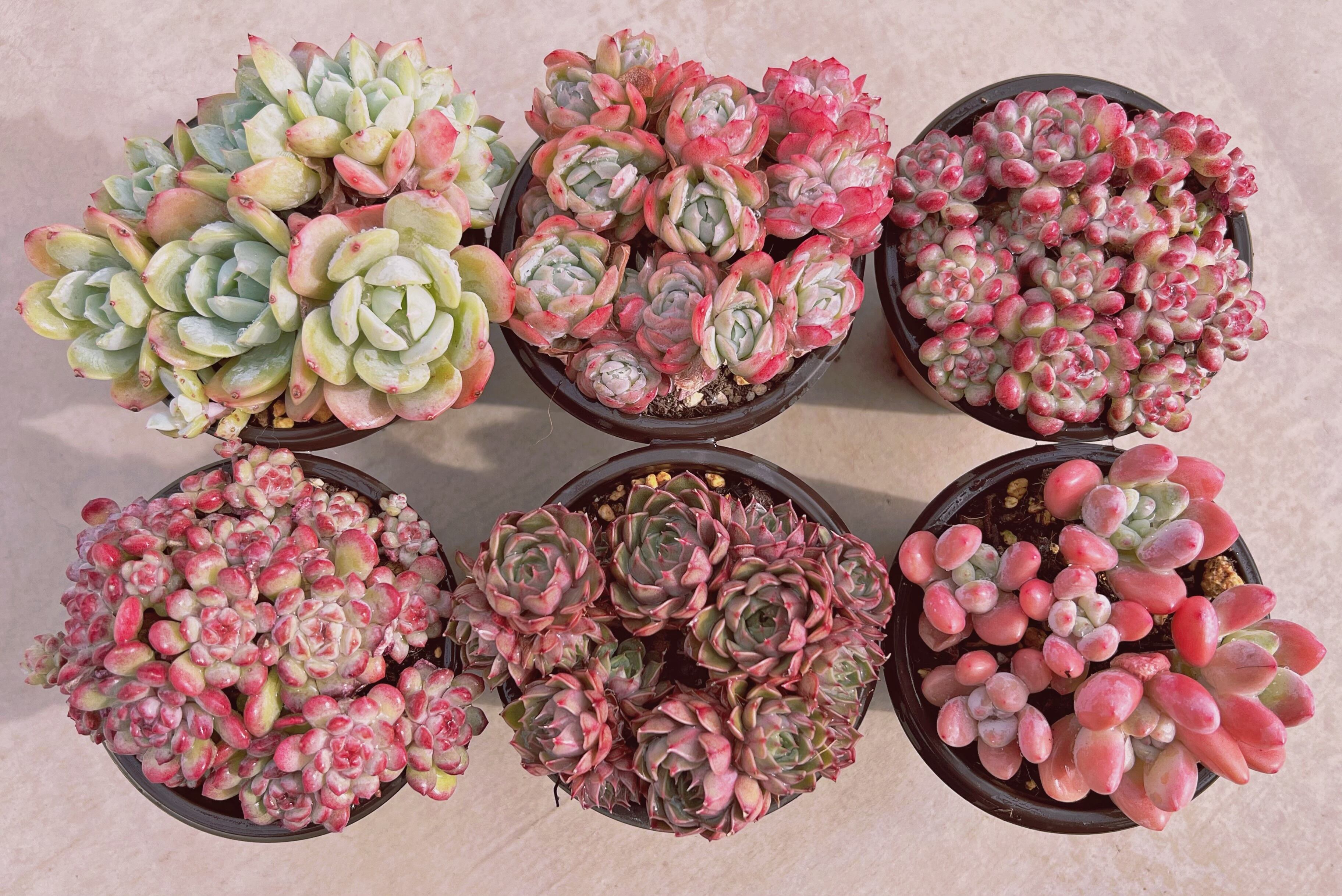 セットH(1月26日base販売会)