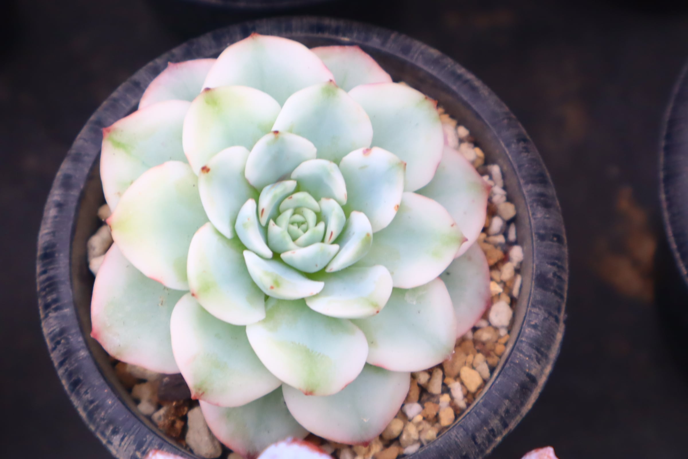 アエオニウム・アリス斑入り（大） アエオニウム置場と斑入り種と白マミ類 | ☆ガマンマの ニク