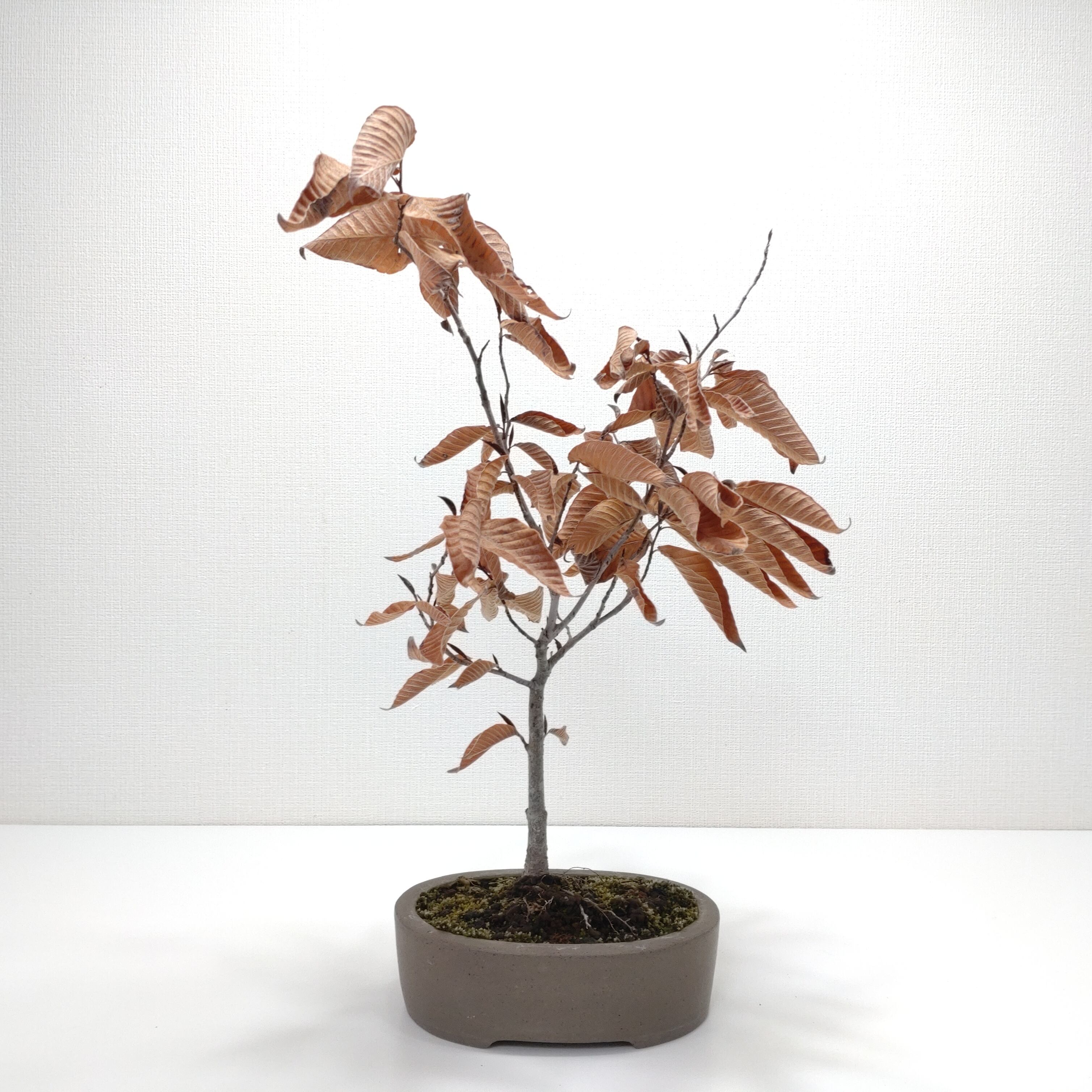 白四手（シロシデ）盆栽 SS003 | 盆栽創【Bonsaisou】