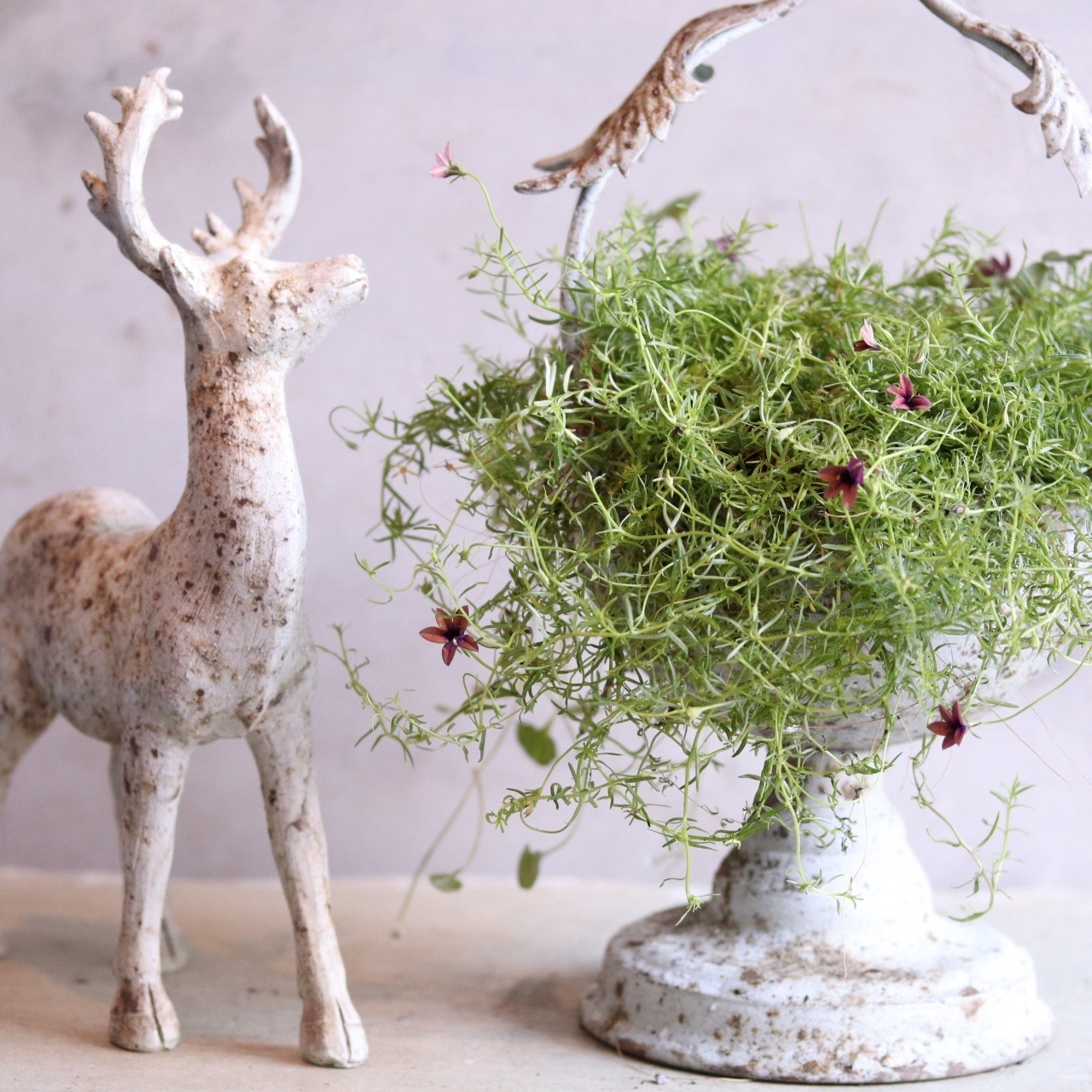寄せ植え　シャビーなモノプシスの２WAY寄せ植え｜届いてすぐ飾れる完成品｜玄関にオススメ｜新築・開店祝いギフト｜モンディマンシェ