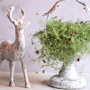 寄せ植え　シャビーなモノプシスの２WAY寄せ植え｜届いてすぐ飾れる完成品｜玄関にオススメ｜新築・開店祝いギフト｜モンディマンシェ