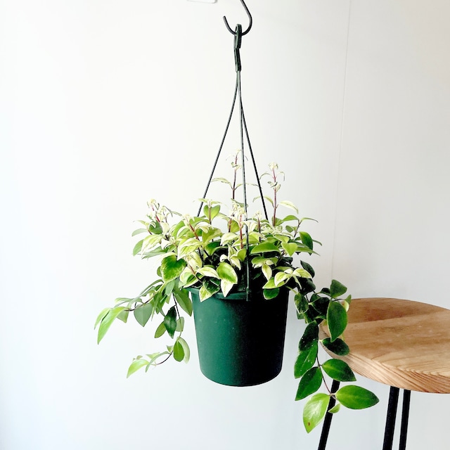 華やかなエスキナンサス ラディカンス 斑入り ハンギング 観葉植物 calm cafe