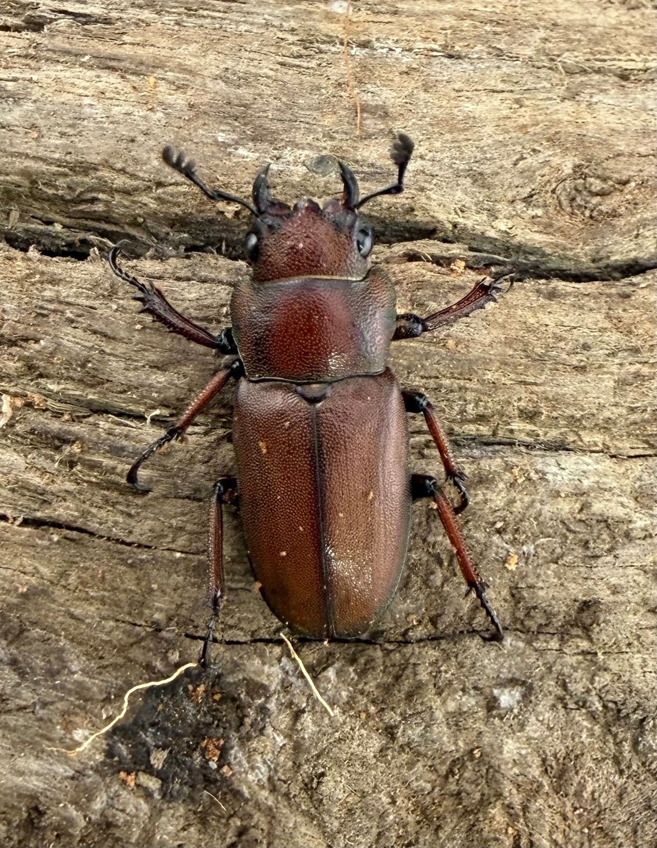 【WD】《スズムラホソアカ ロハス産 36.5mm ペア》