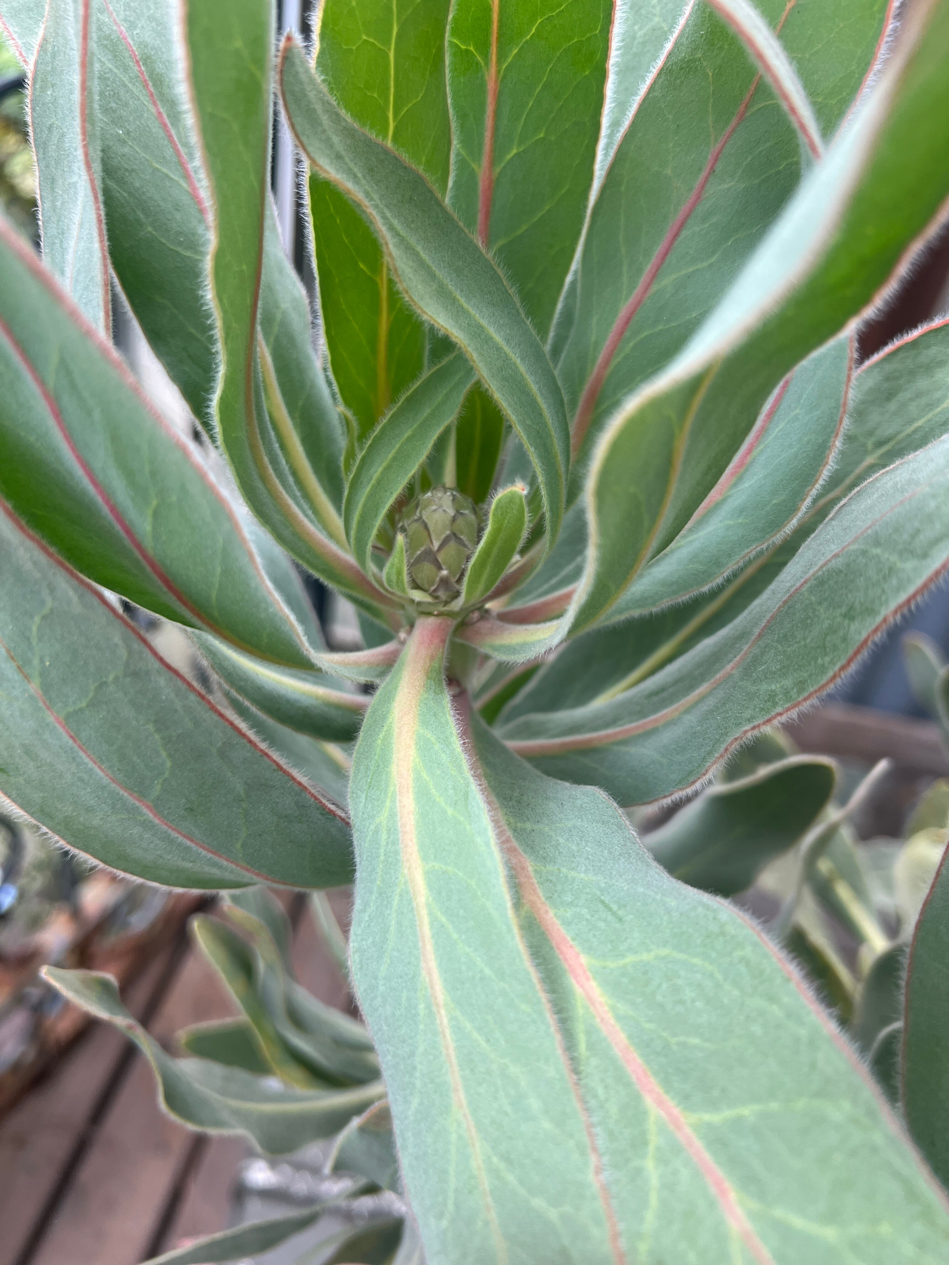 プロテア スサラ 2 プロテア スサラ(2F)② | 沼ノ上農園