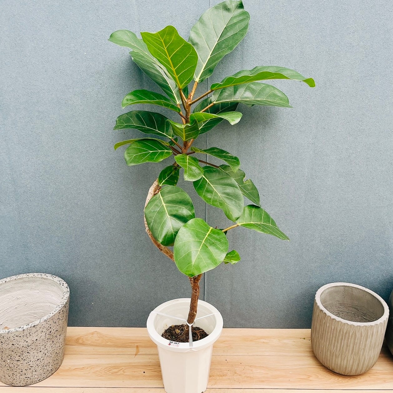 現品］【希少】10番 フィカス アフリカンプリンス 8号 観葉植物 室内