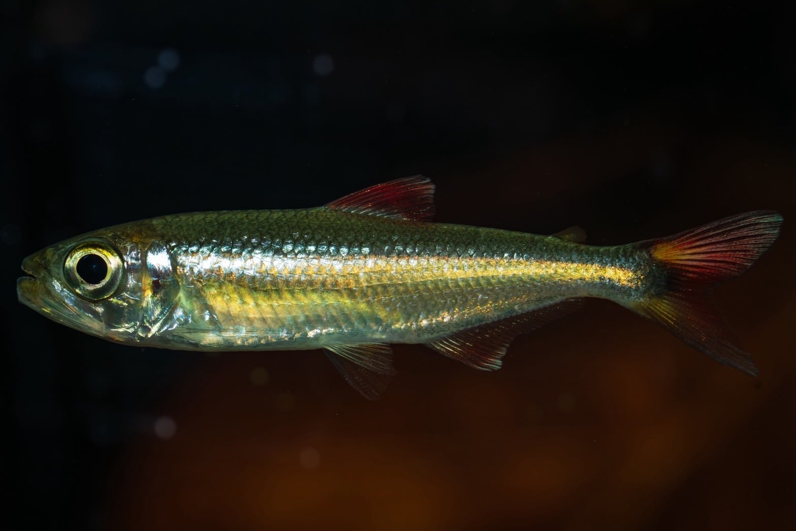 Homalomena sp. Mamasa 