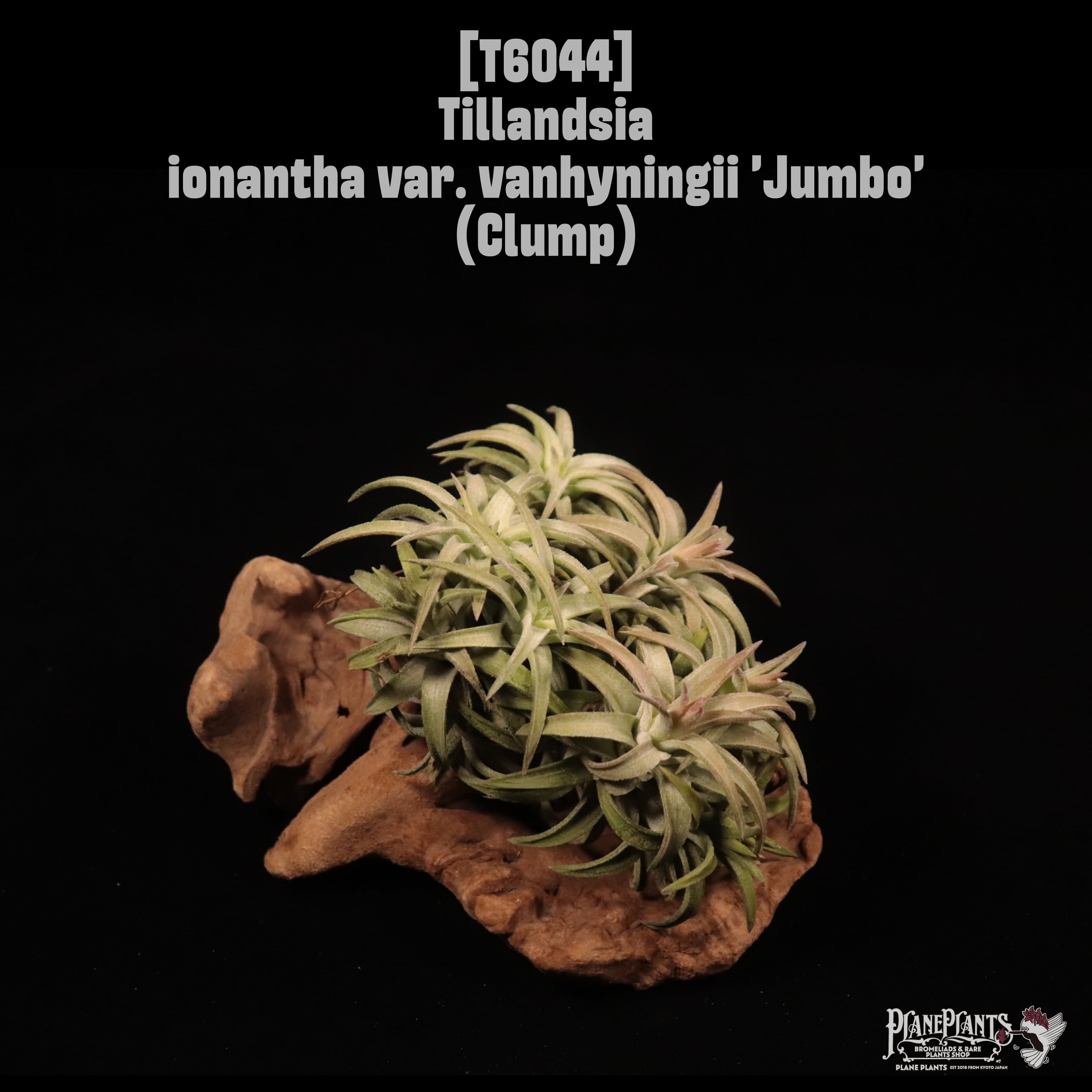 Tillandsia ionantha var. vanhyningii 'Jumbo' Clump〔ティランジア〕T6044