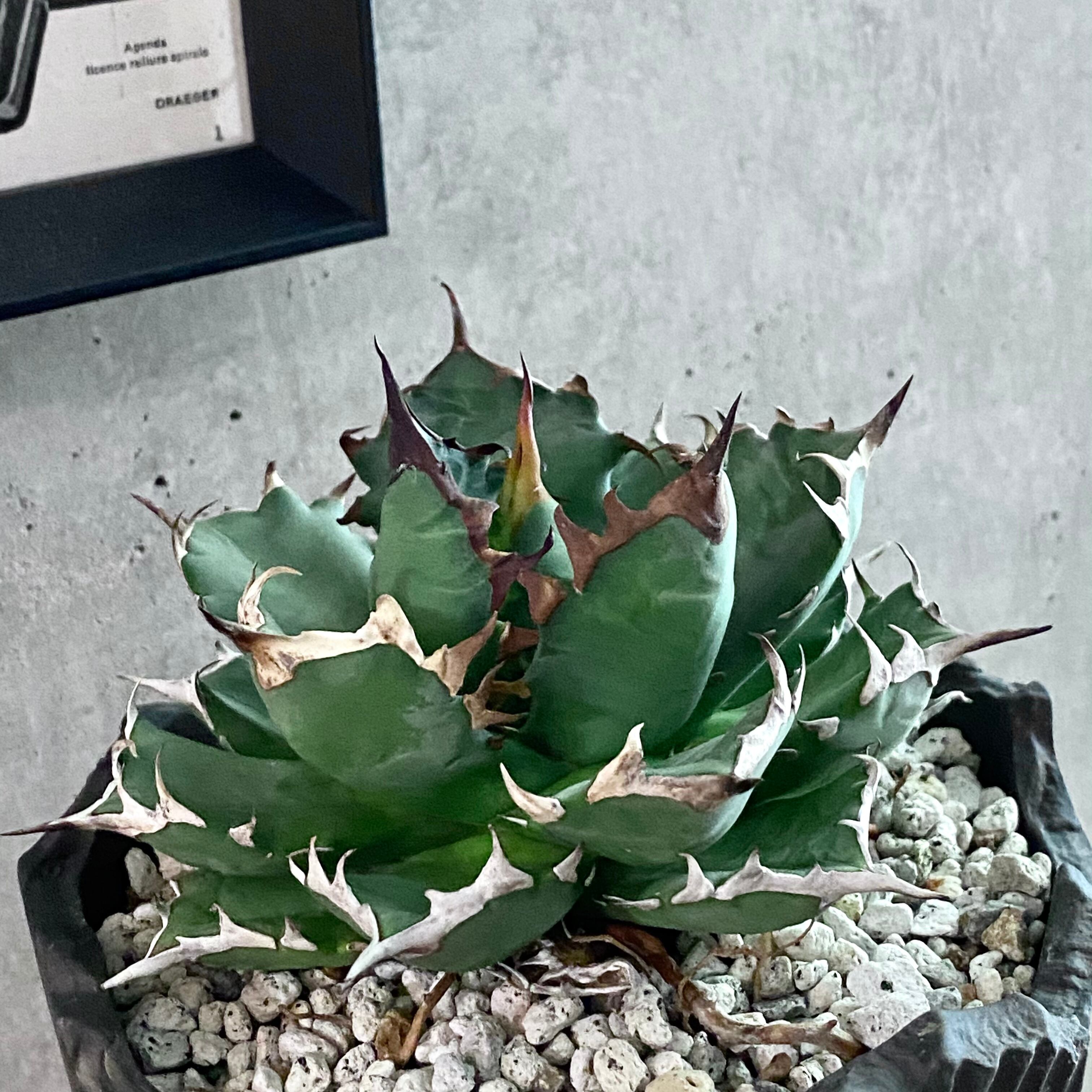 agave titanota No1 /アガベ チタノタ ナンバーワン 鉢付き 【観葉植物】【多肉植物】【インテリア】【鉢込み発送】【発根済み】【美株】