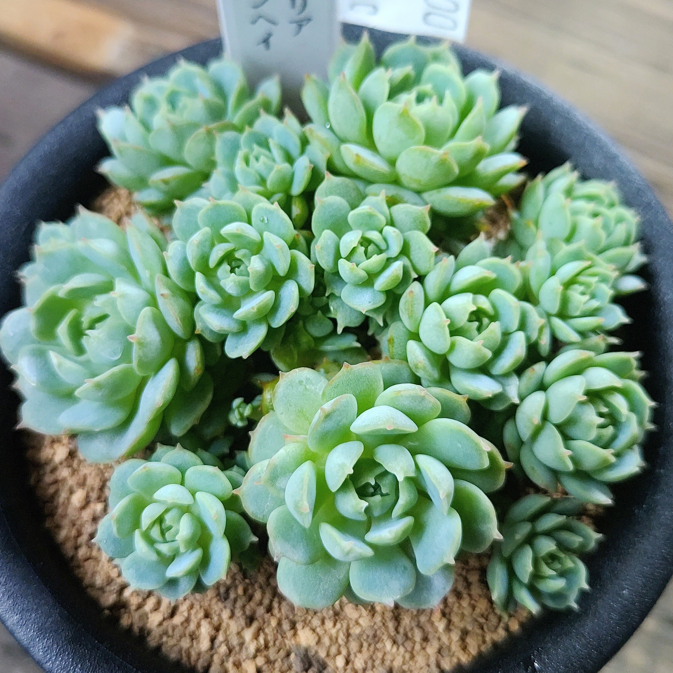 T)ブルームーン センペル(鉢入り | RuPo 多肉植物専門店