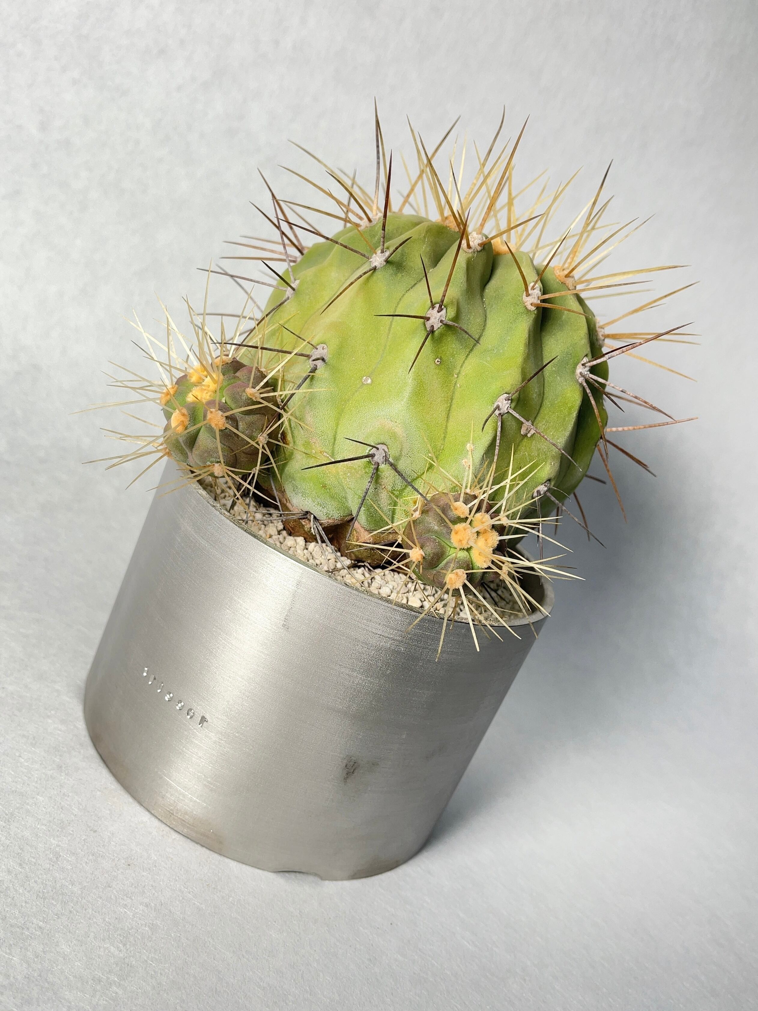 兄貴様 サボテン コピアポア ストレプトカウロン マルギナータ 兄貴様 サボテン コピアポア ストレプトカウロン マルギナータ 兄貴様