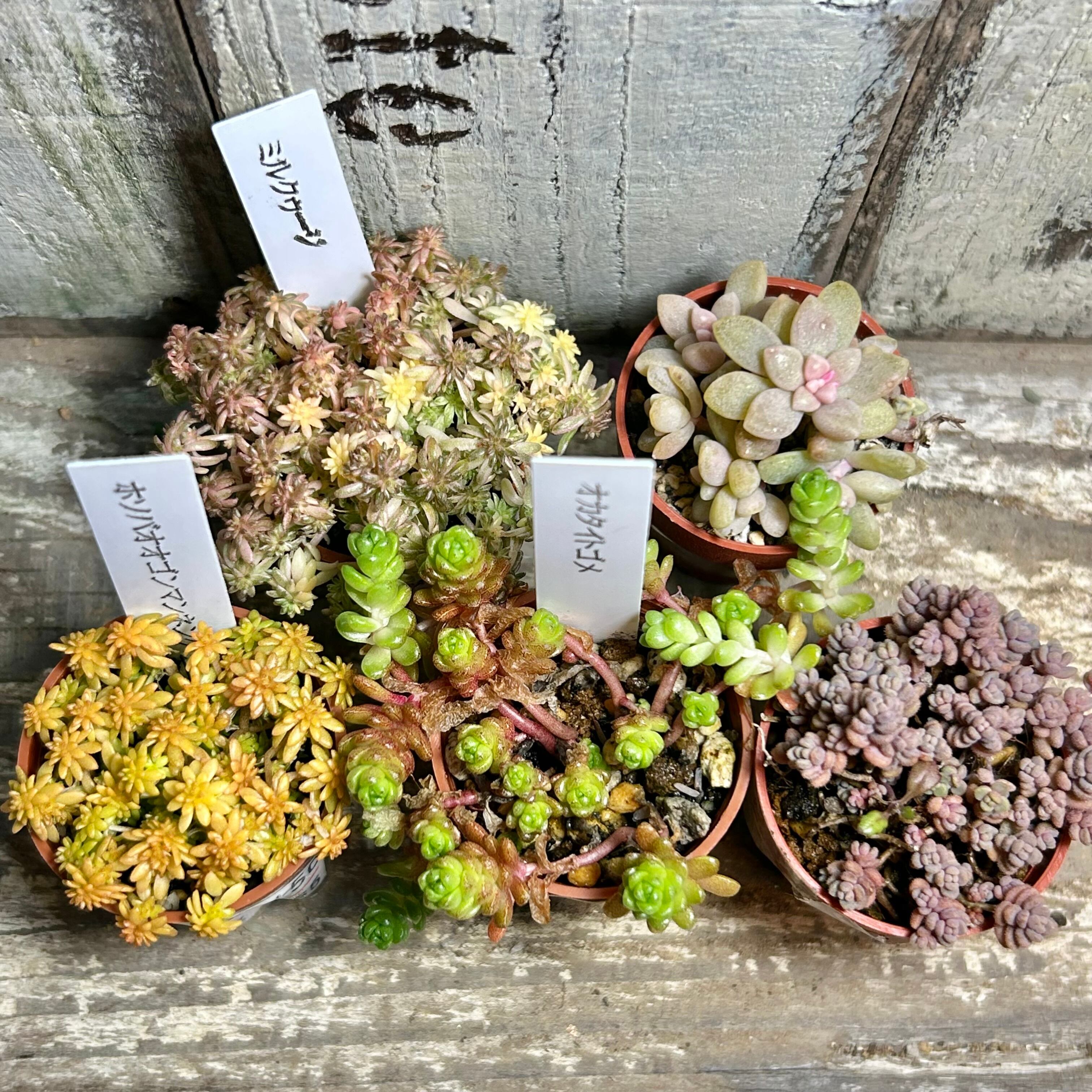セダム(*´ω｀*)さん専用 ②可愛いセダム(5点セット | RuPo 多肉植物専門店