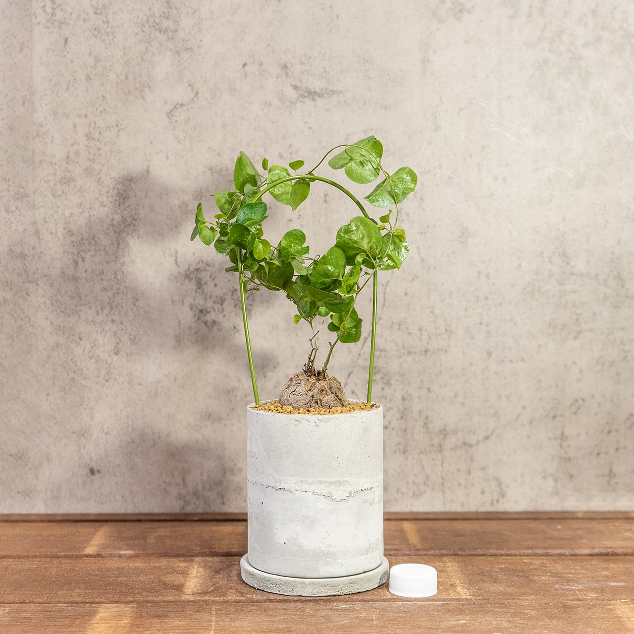 アフリカ亀甲竜｜成長とともに亀甲模様が浮き出る人気コーデックス／可愛い小さめ塊根【手作りモルタル鉢】