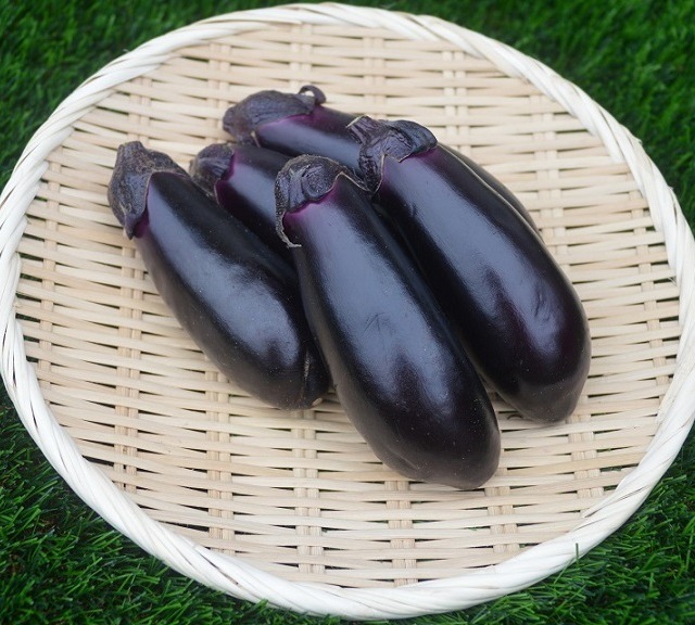 ナス 接木苗 品種 千両2号 予約受付中 グリーンハウス あきば オンラインストア ナス 接木苗 品種 千両2号 予約受付中 グリーンハウス あきば オンラインストア