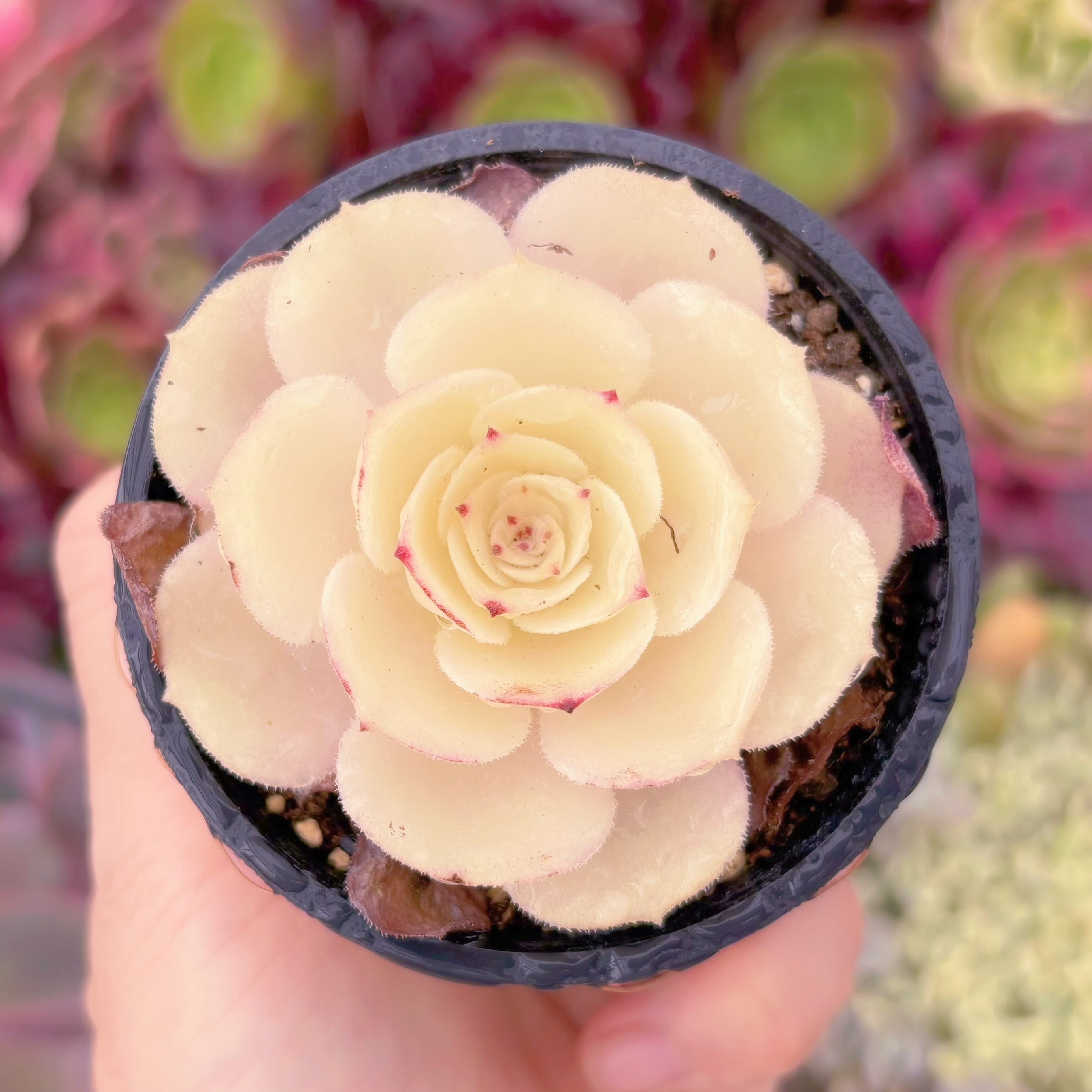 現品　ハロウィン錦#511　るる農園