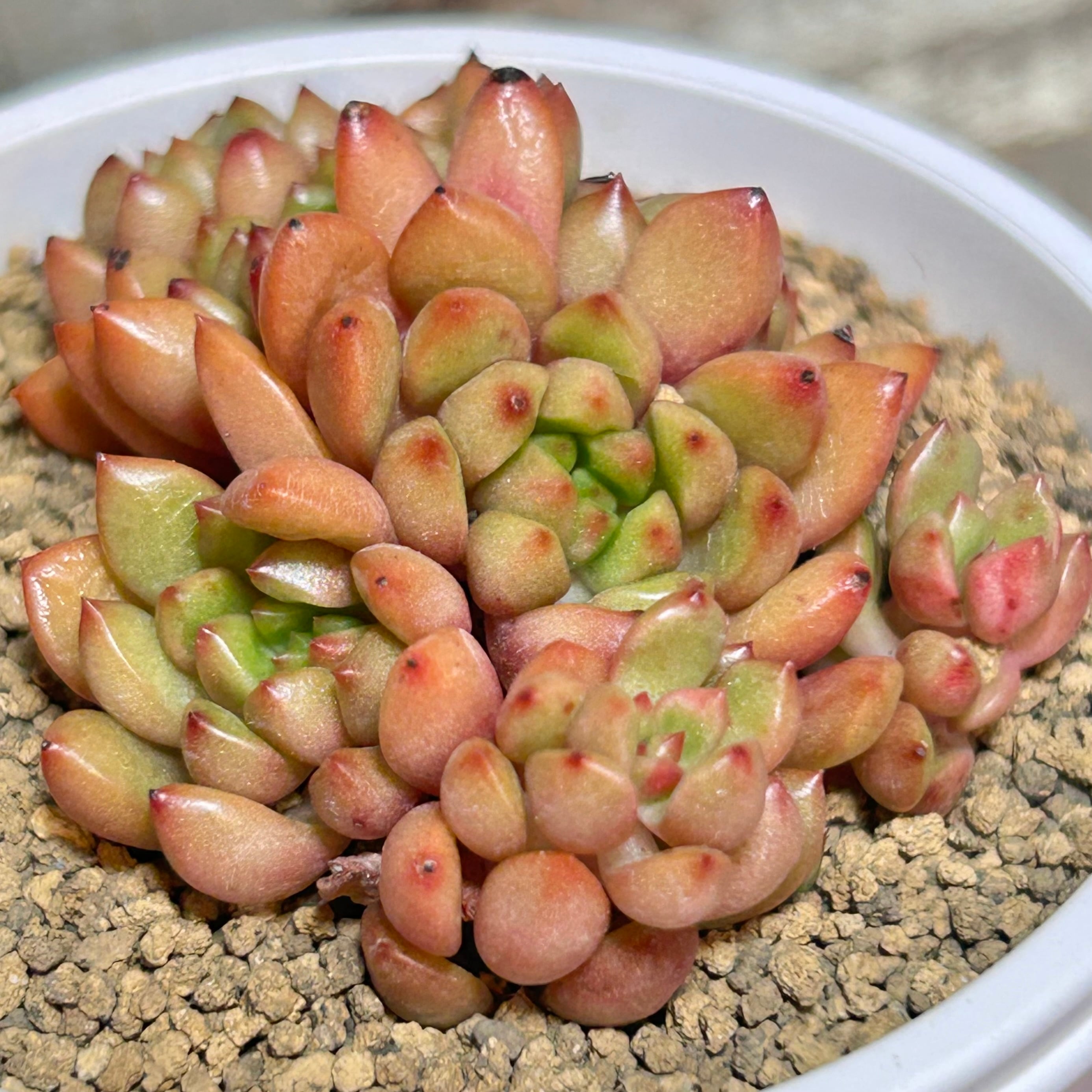 ブロンズメタル(メダル)錦 アエオニウム | RuPo 多肉植物専門店