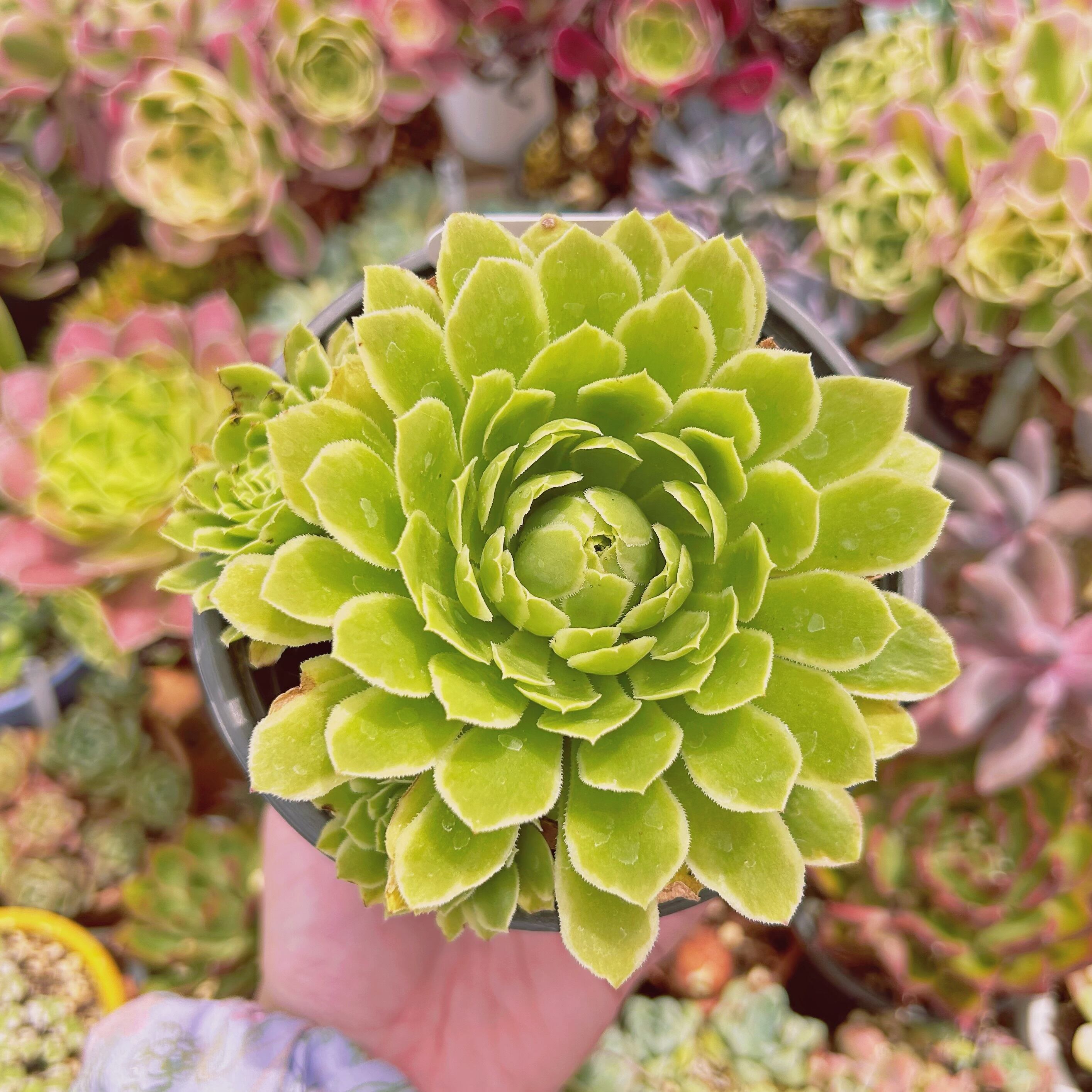 現物　多肉植物　emerald ice  特大　抜き苗