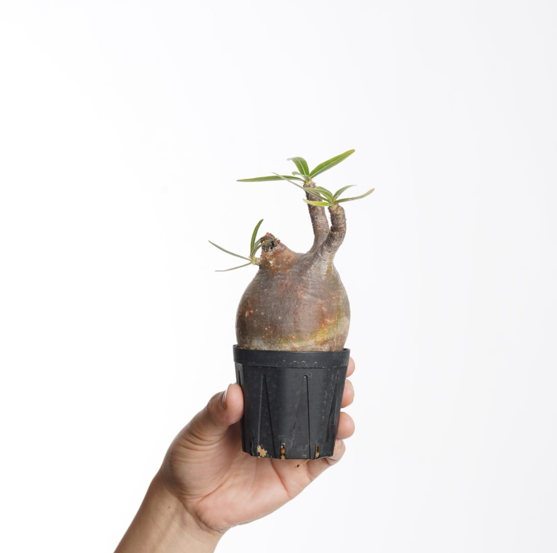 パキポディウム グラキリス no.3〈発根済み〉 | SPECIAL OTHER WORKS