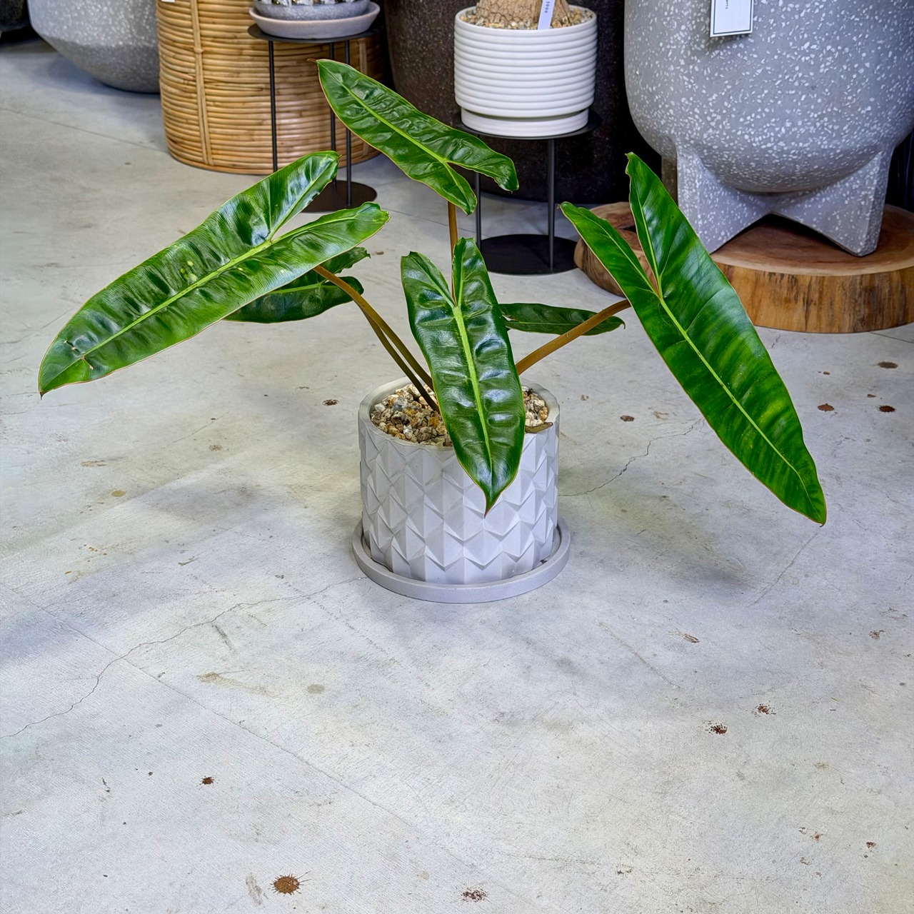 フィロデントロン・ビレッティア