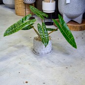 フィロデントロン・ビレッティア