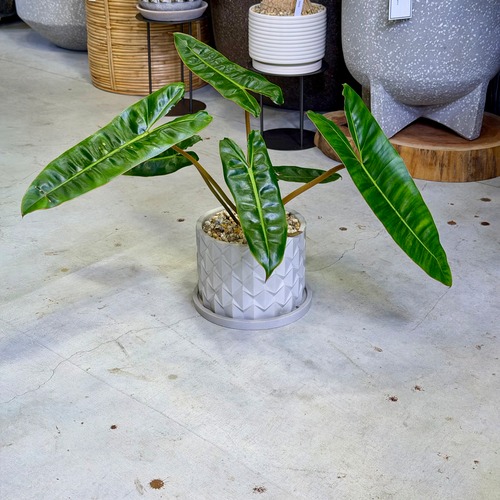 フィロデントロン・ビレッティア