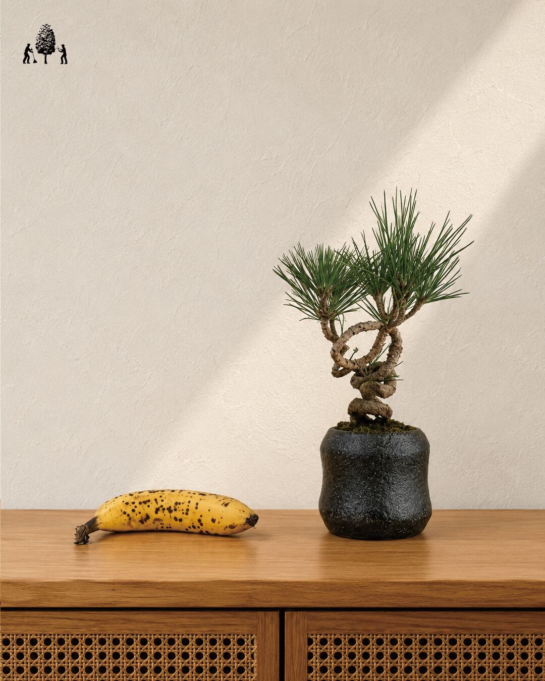 赤松半懸崖 | Just boning Premium Bonsai by Season's Green NIWATEN