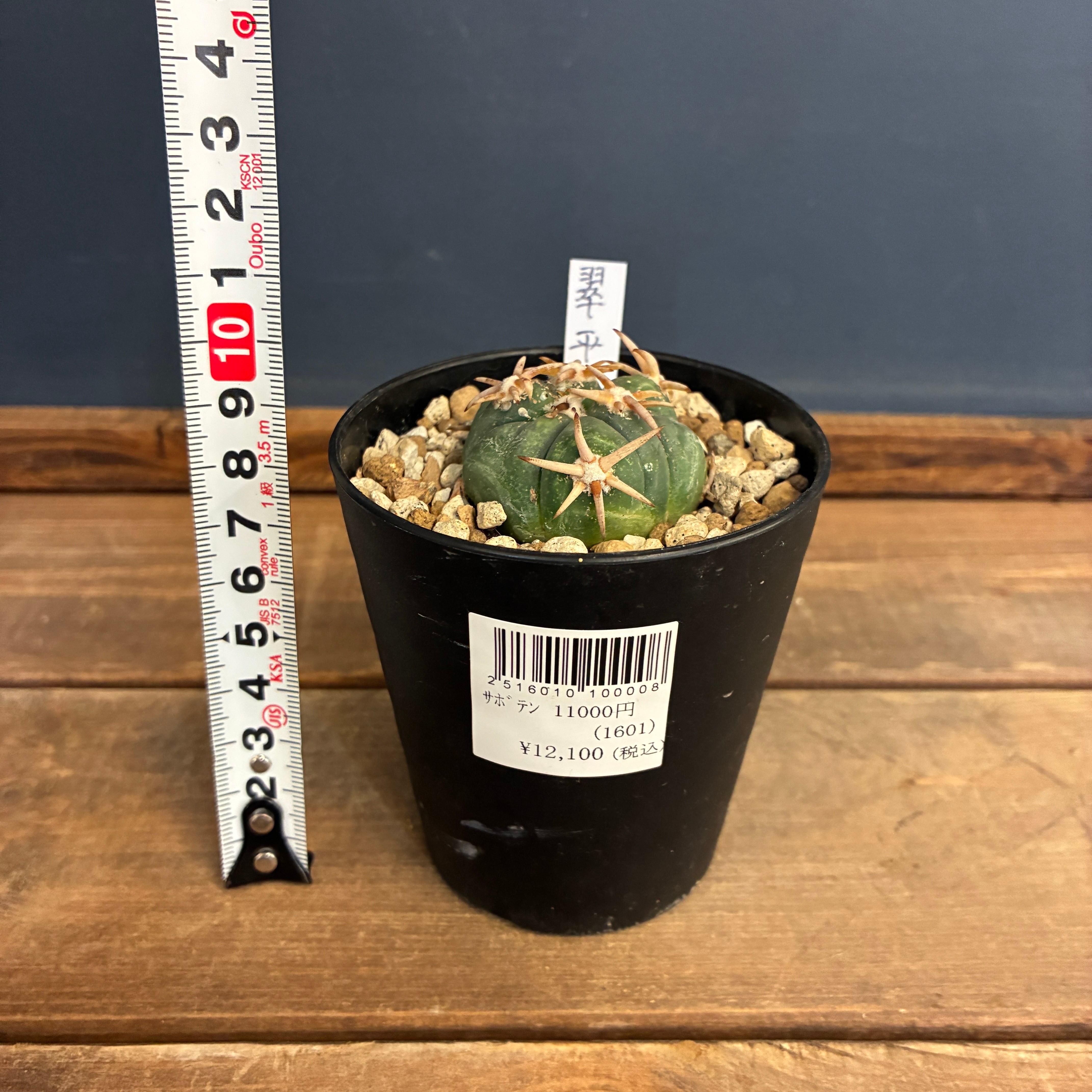 サボテン エキノカクタス 翠平丸 接ぎ降ろし【193】 | PROTOLEAF