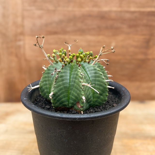 Euphorbia  valida【ユーフォルビア・バリダ】