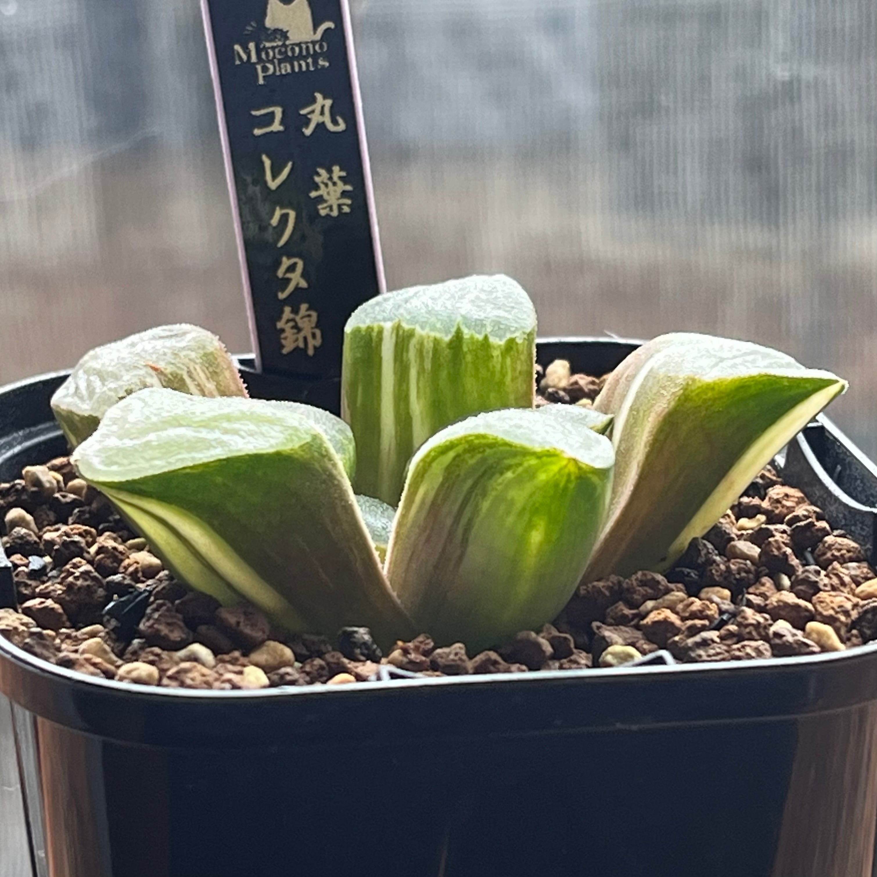 ハオルチア 丸葉コレクタ錦 | mocono_plants