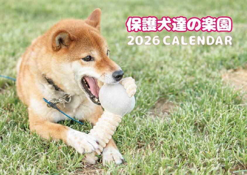 カレンダー | アドメリーショップ ぶいぶい