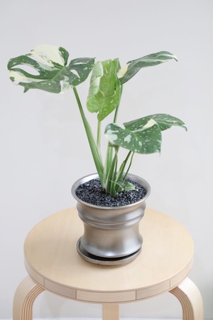 【S】モンステラ タイコンステレーション/Monstera deliciosa